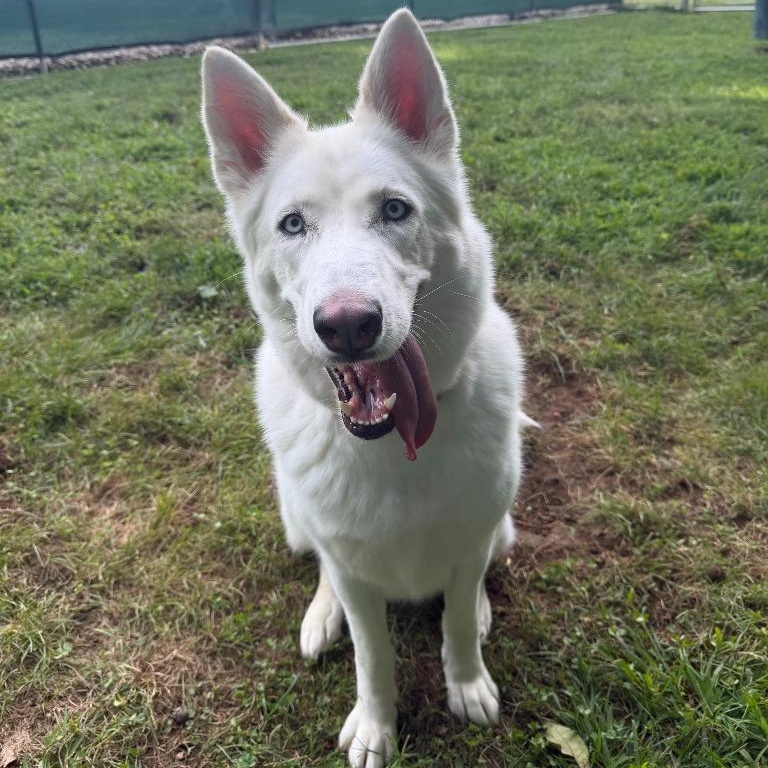 Enlarge Rosie, a Adopted Husky in Prince Frederick, MD image 4/5