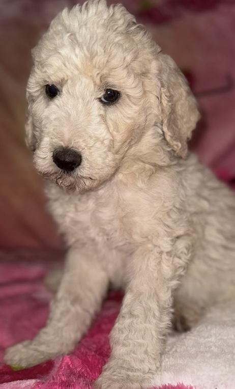 Venus , ADOPTABLE, Puppy Female Goldendoodle.