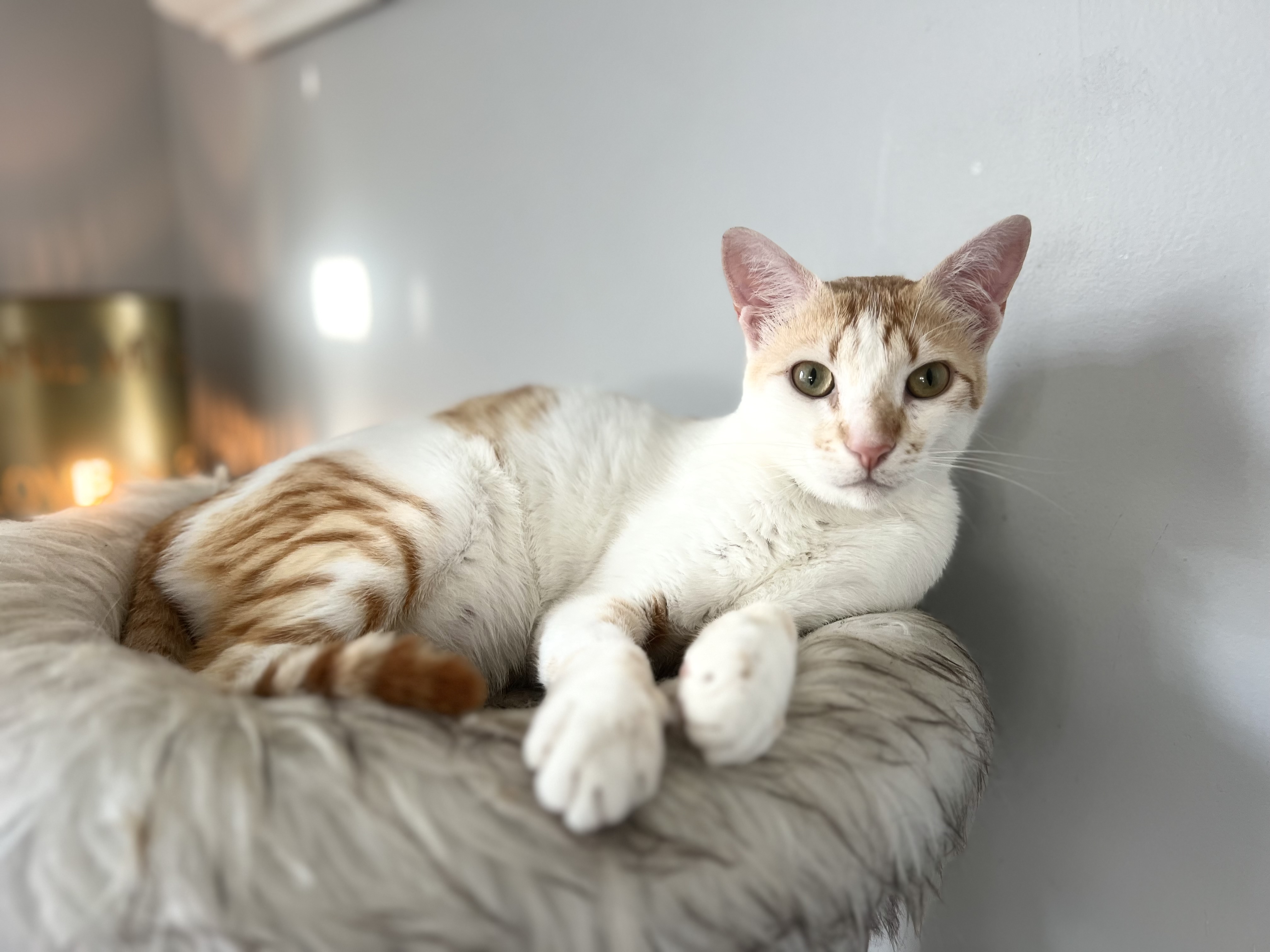 Brahma, a Adoptable Domestic Short Hair in Garden Grove, CA image 1/12