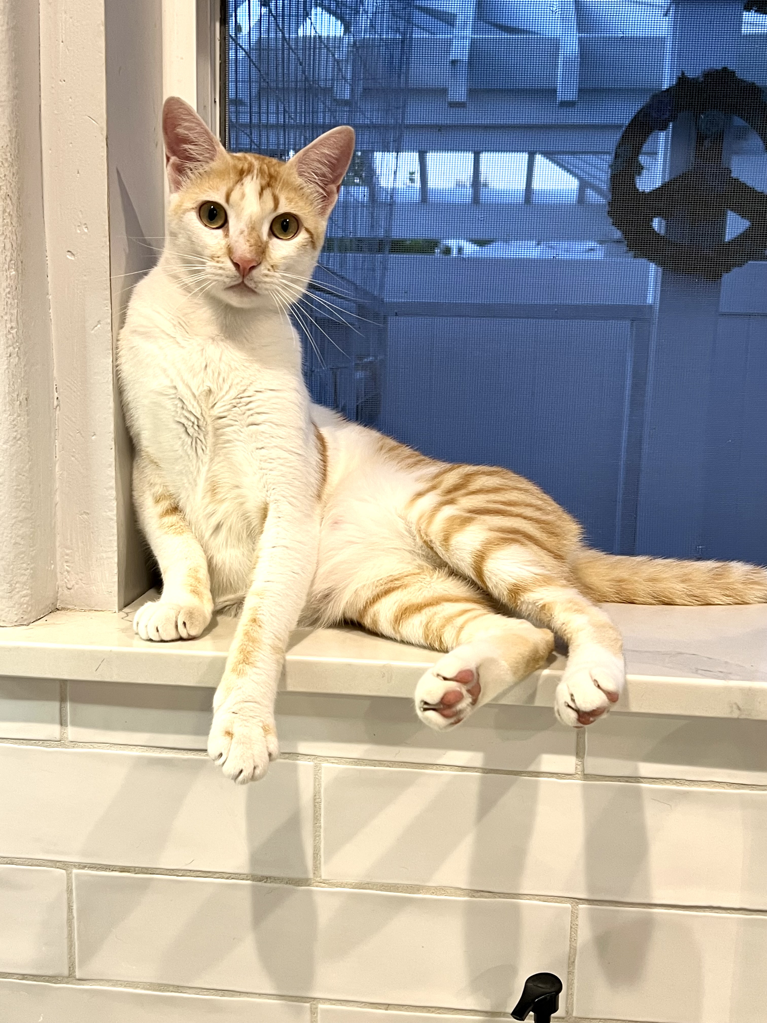 Brahma, a Adoptable Domestic Short Hair in Garden Grove, CA image 2/12