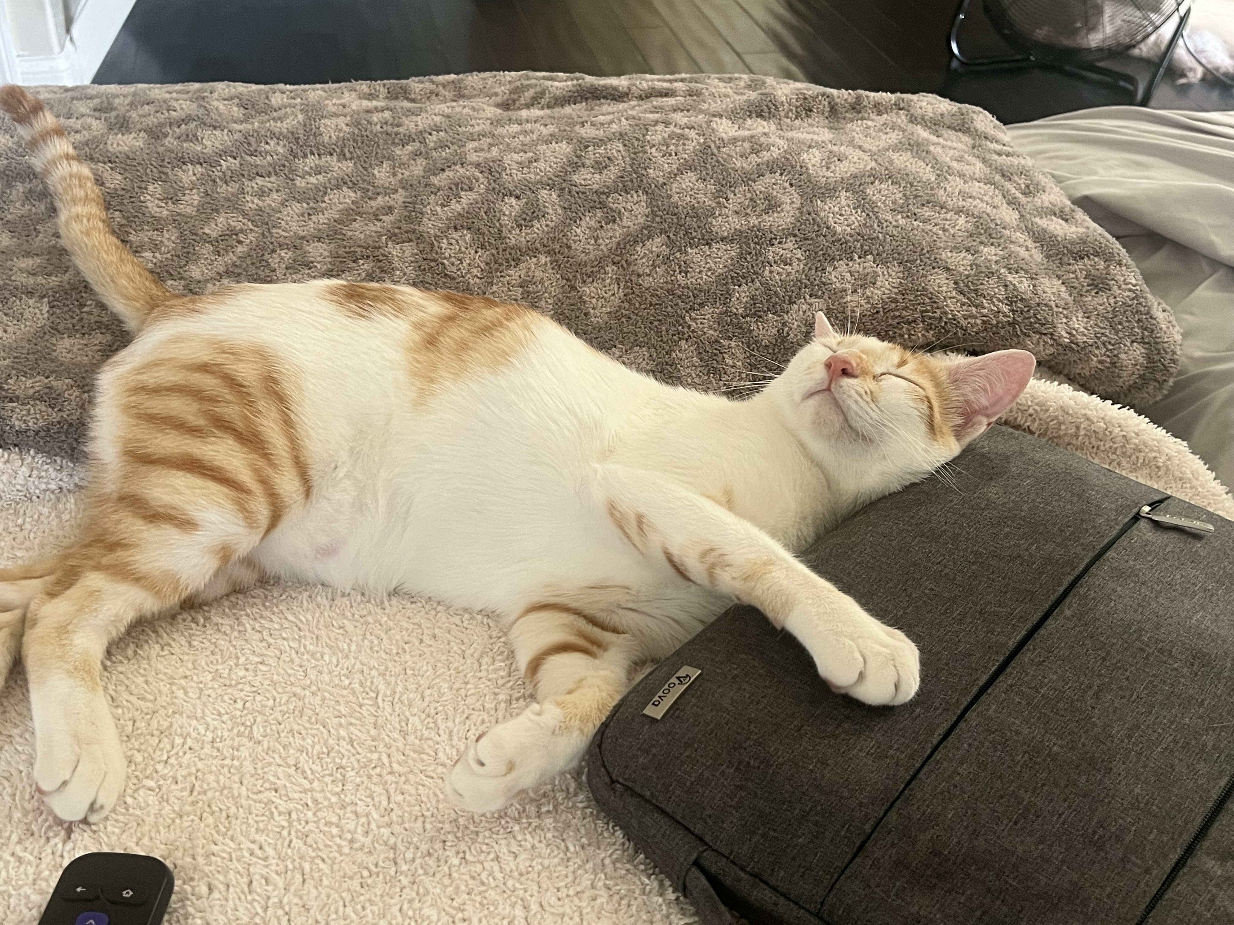 Brahma, a Adoptable Domestic Short Hair in Garden Grove, CA image 4/12