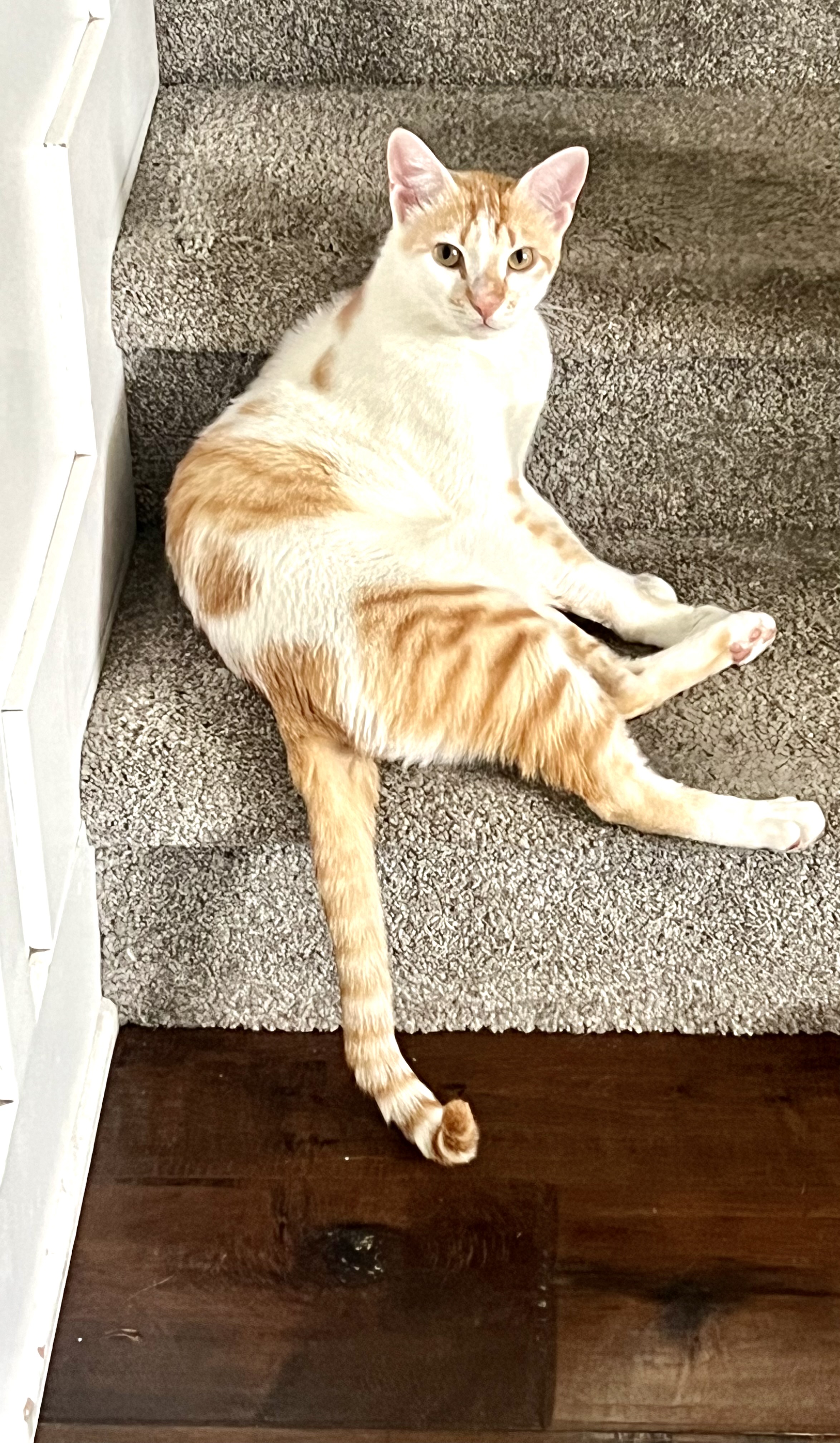 Brahma, a Adoptable Domestic Short Hair in Garden Grove, CA image 5/12