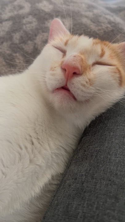 Enlarge Brahma, a Adoptable Domestic Short Hair in Garden Grove, CA video 12/12