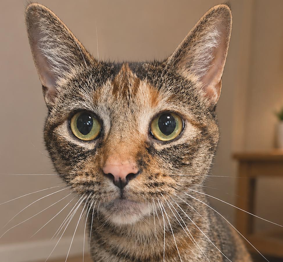 Enlarge Mrs. Weasley, a Adoptable mixed breed in Cuyahoga Falls, OH image 2/2