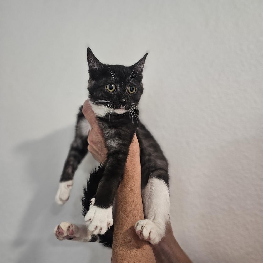 Boppity, Adoptable, Kitten Female Domestic Short Hair.