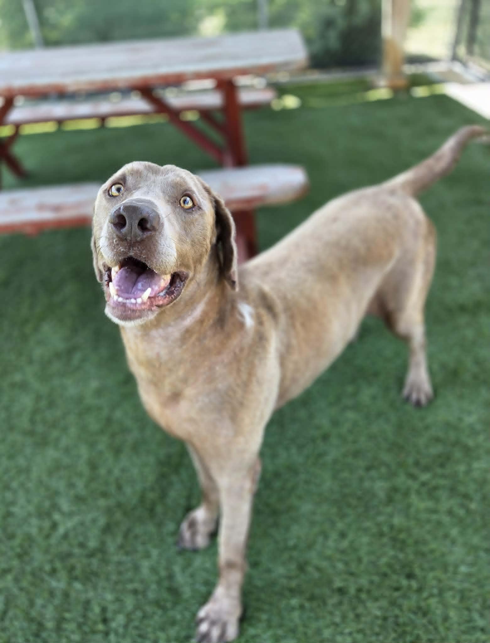 Scott, a ADOPTABLE mixed breed in Sparta, WI image 2/5