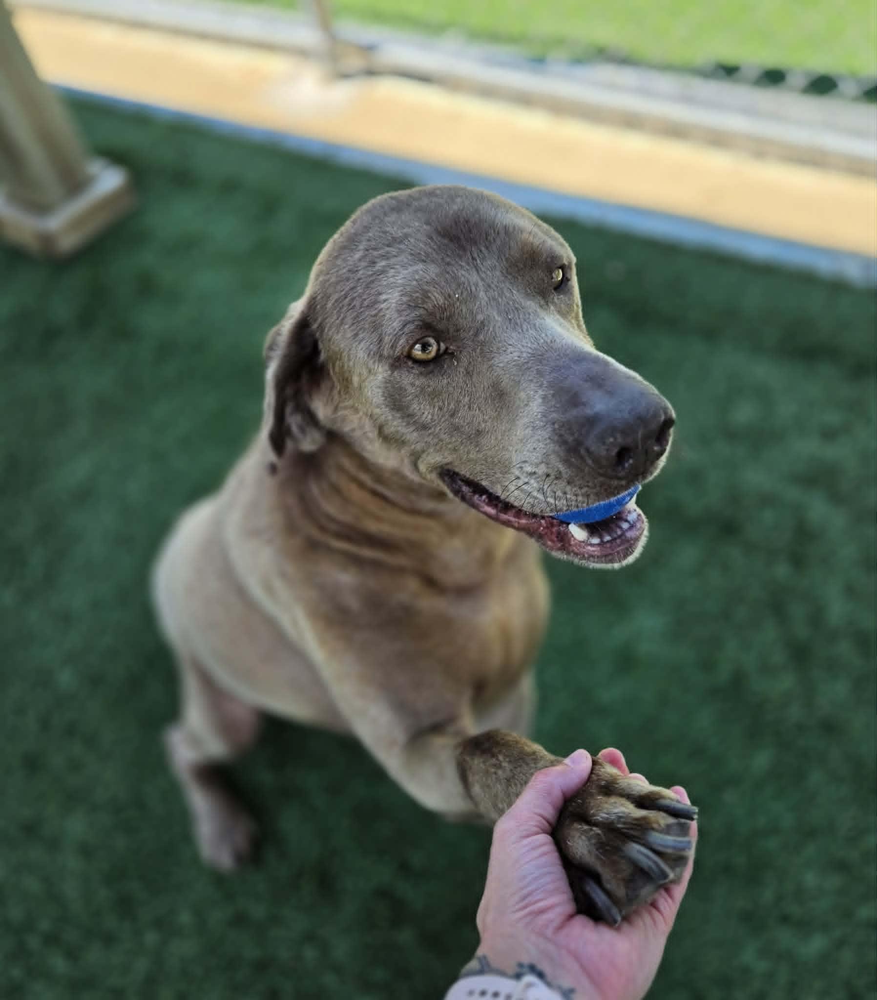 Scott, a ADOPTABLE mixed breed in Sparta, WI image 5/5