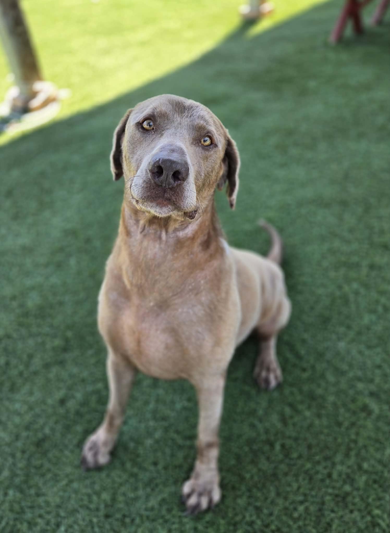 Scott, ADOPTABLE, Adult Male Labrador Retriever & Weimaraner.