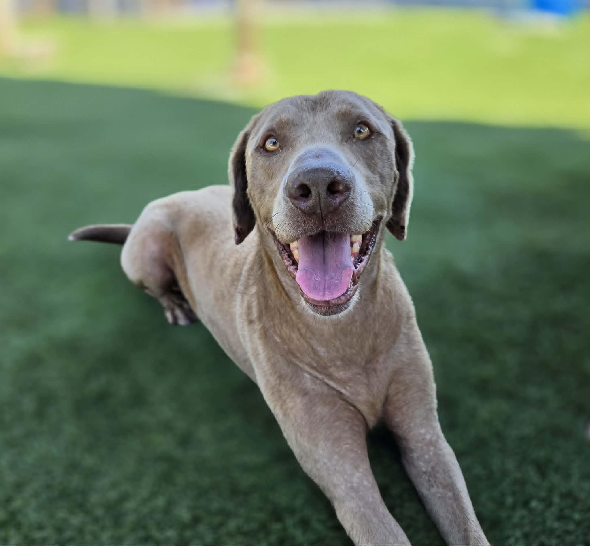 Scott, a ADOPTABLE mixed breed in Sparta, WI image 3/5