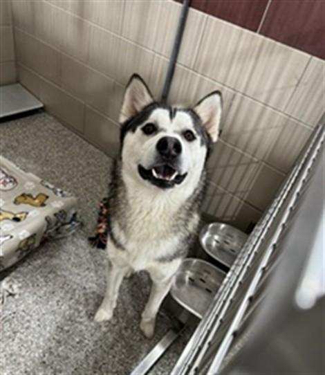 Enlarge JINGLE, a Adoptable Siberian Husky in Murfreesboro, TN image 1/1