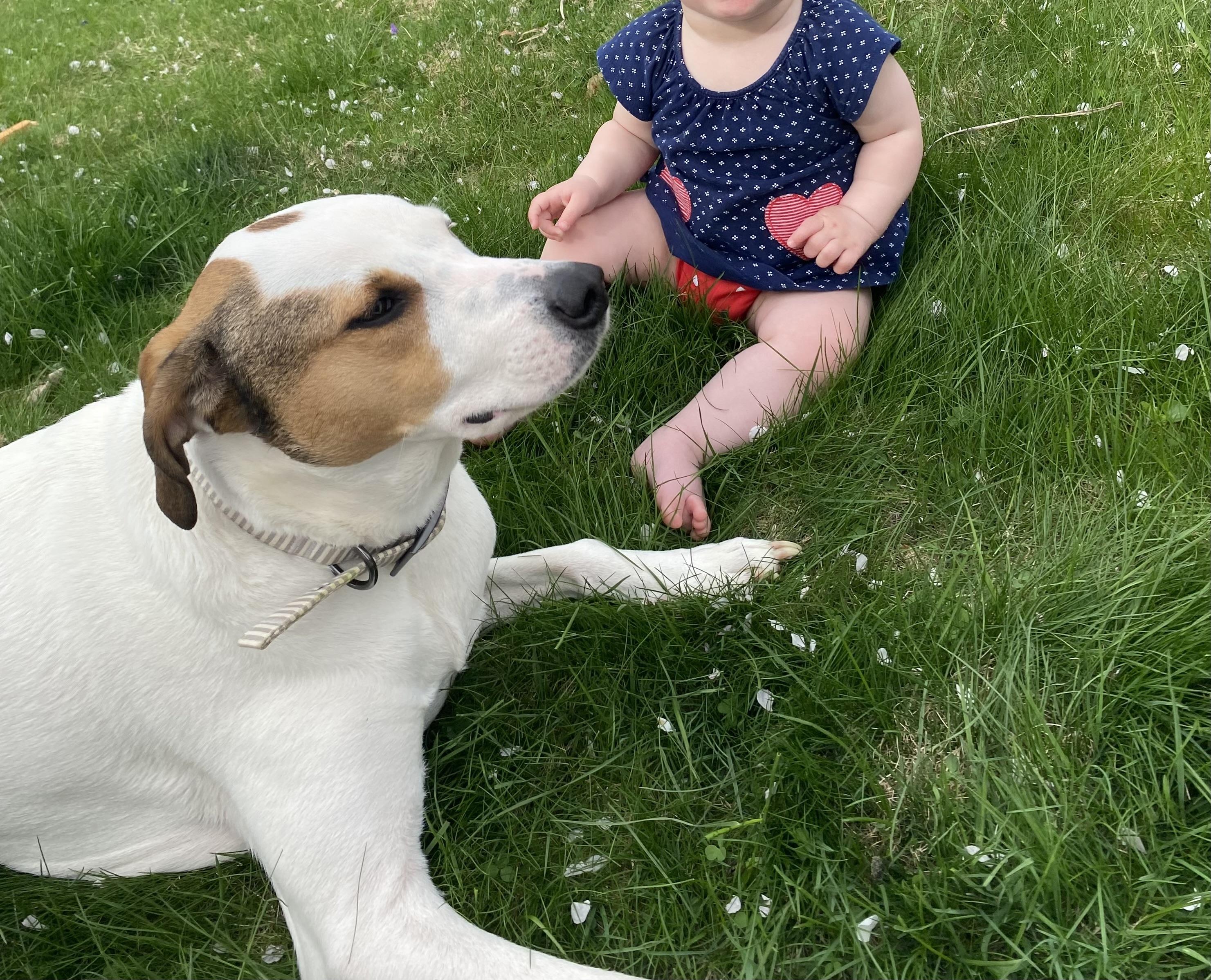 Otis (COURTESY POST), a ADOPTABLE mixed breed in Douglas, MA image 1/6