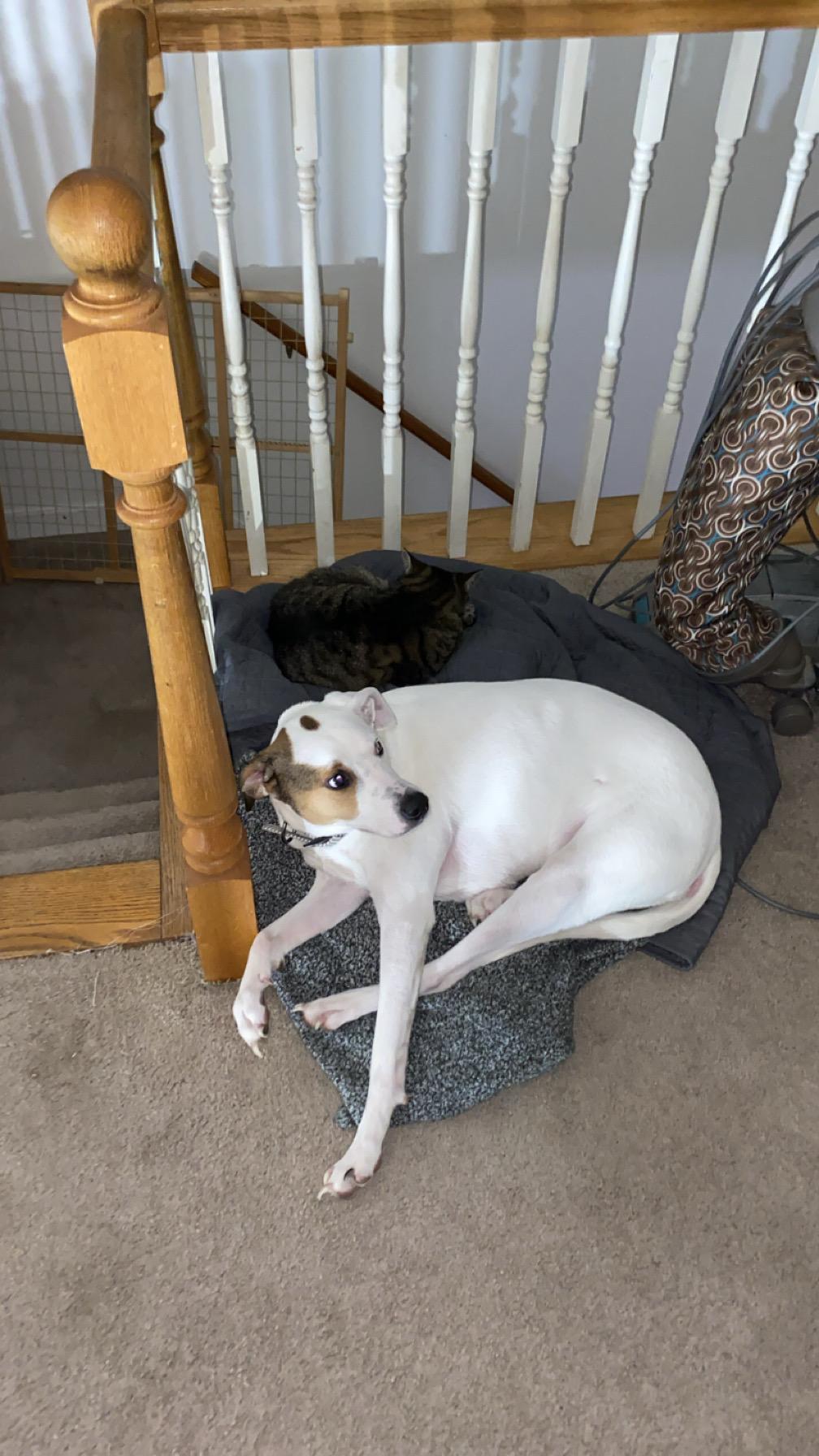 Otis (COURTESY POST), a ADOPTABLE mixed breed in Douglas, MA image 2/6