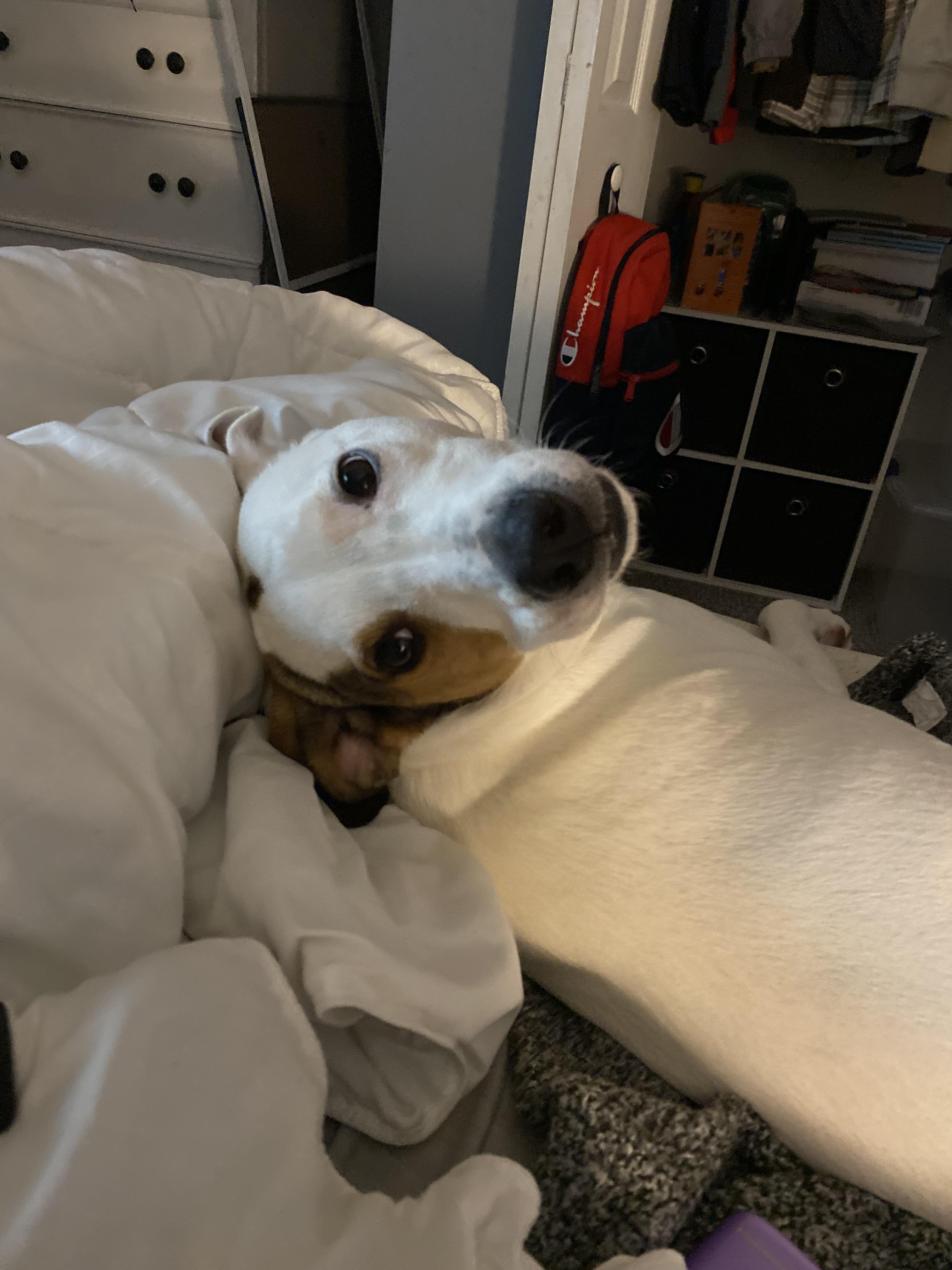 Otis (COURTESY POST), a ADOPTABLE mixed breed in Douglas, MA image 3/6