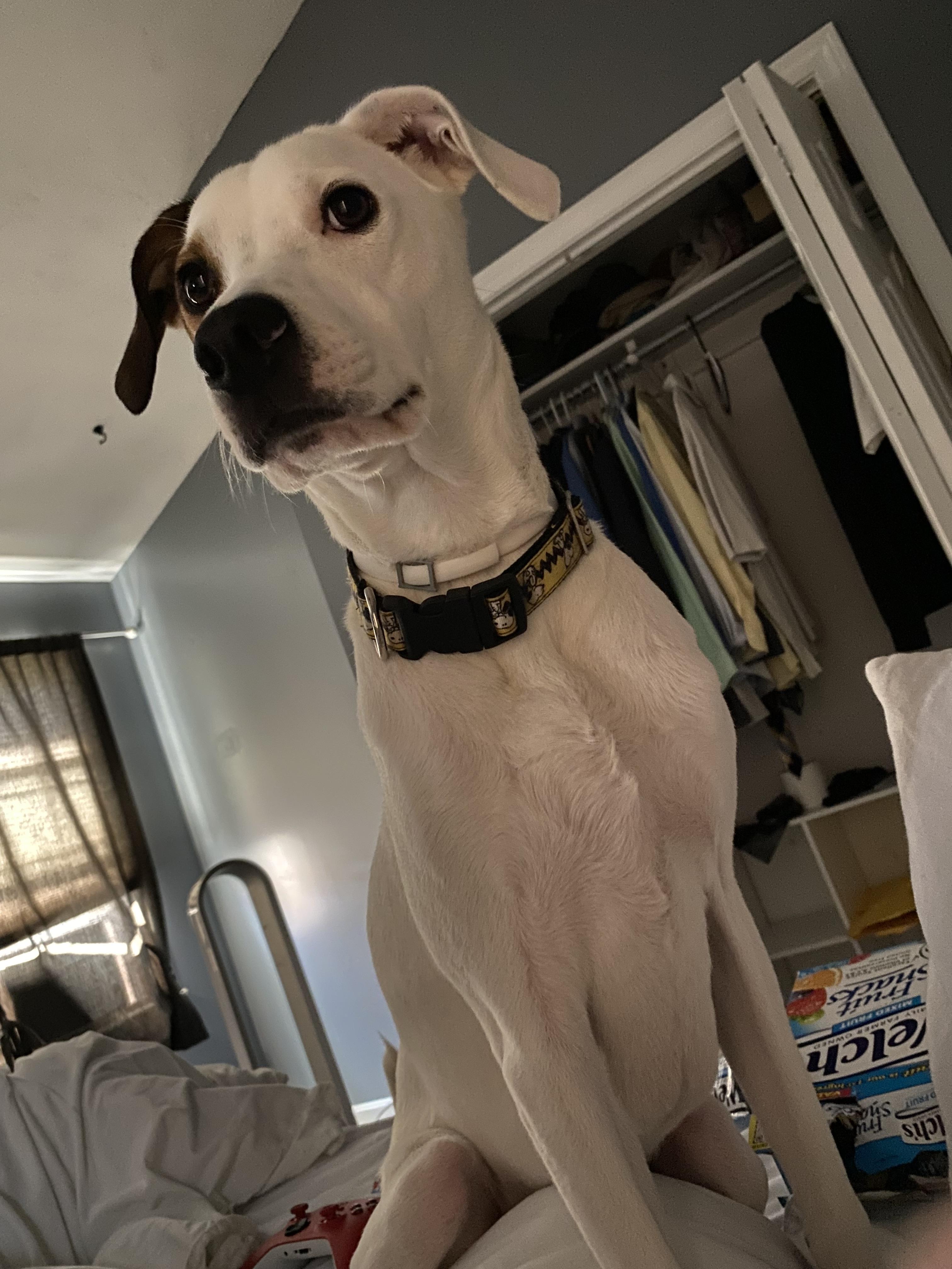 Otis (COURTESY POST), a ADOPTABLE mixed breed in Douglas, MA image 4/6