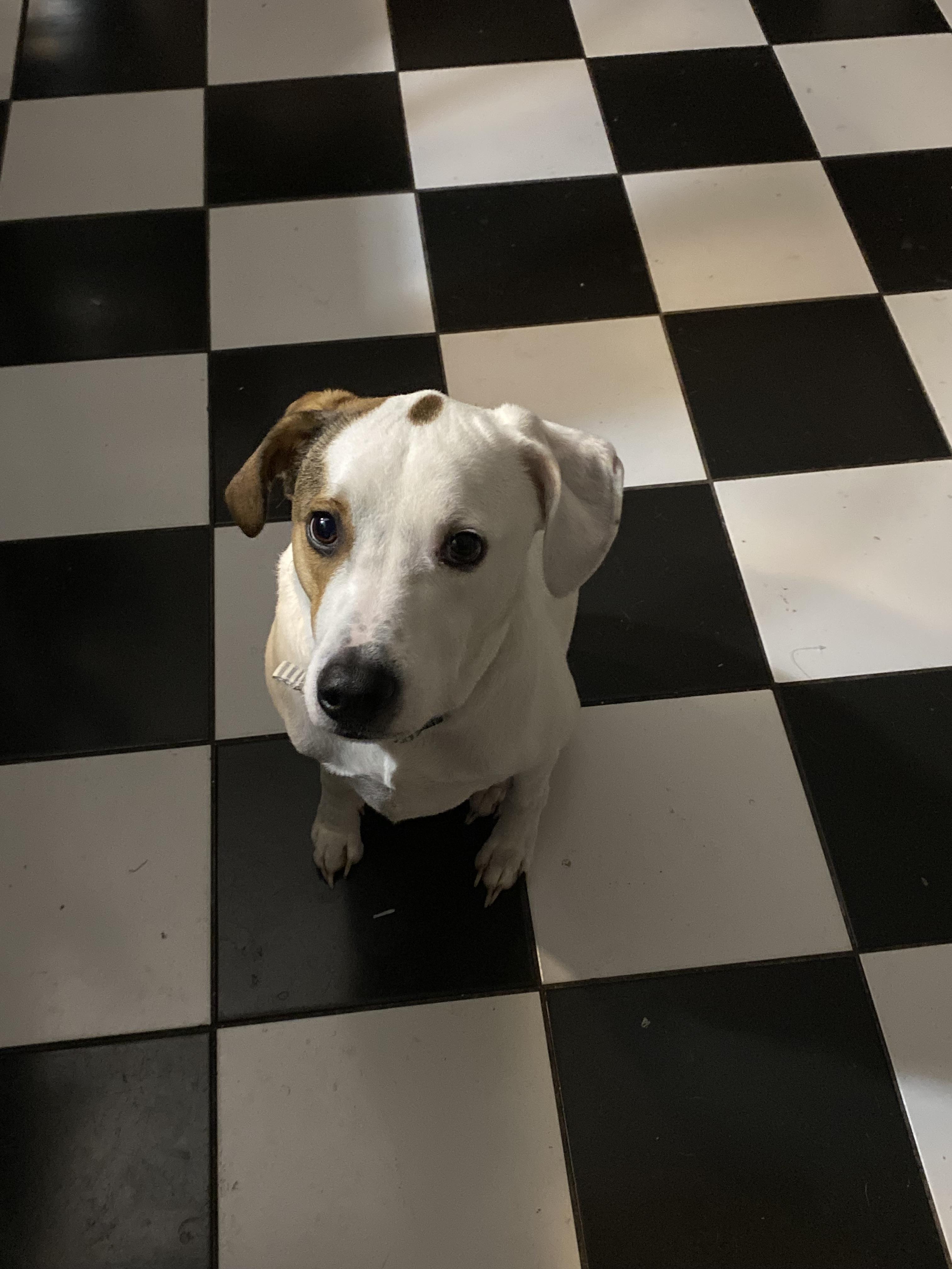 Otis (COURTESY POST), a ADOPTABLE mixed breed in Douglas, MA image 5/6