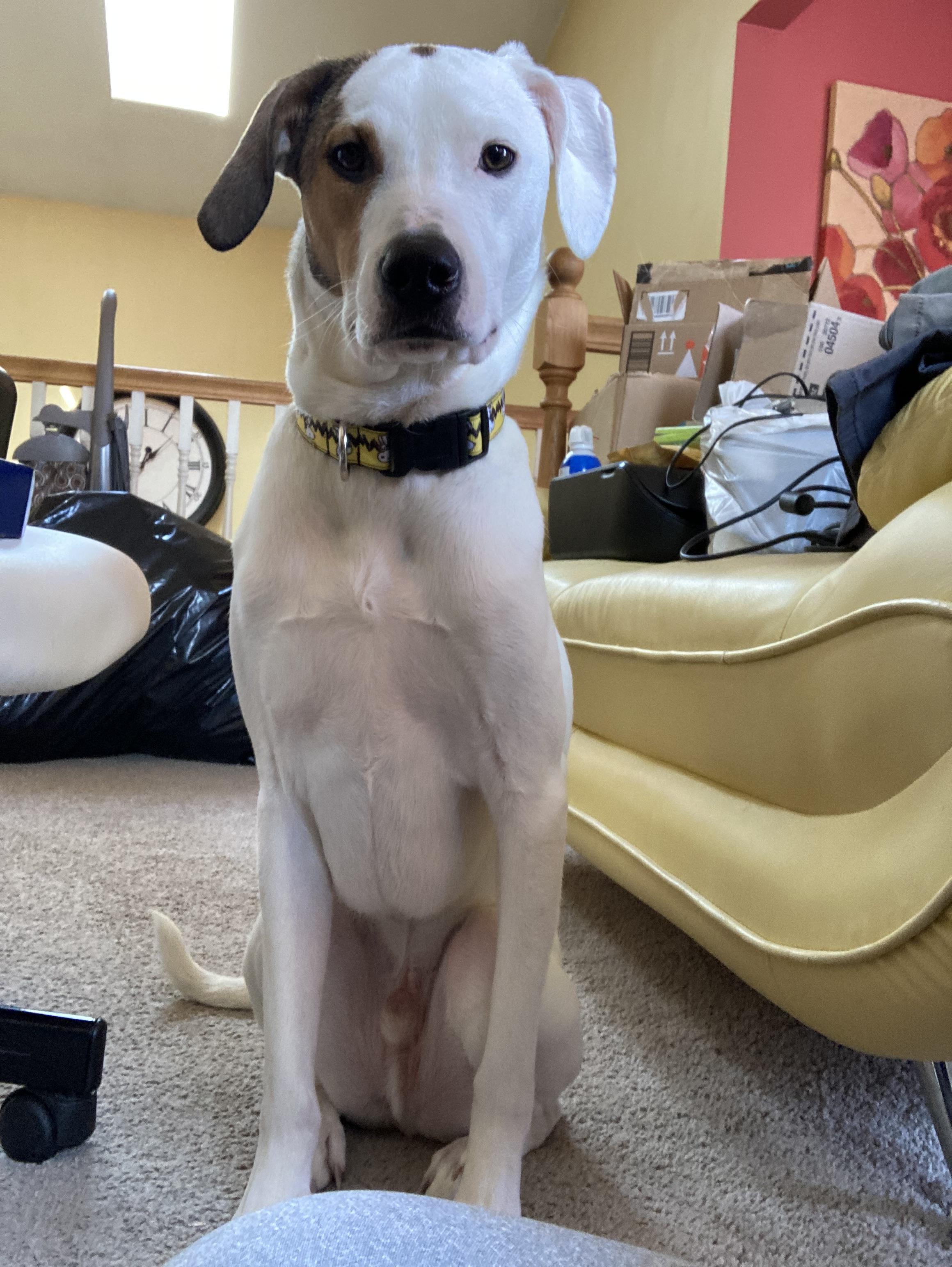 Otis (COURTESY POST), a ADOPTABLE mixed breed in Douglas, MA image 6/6