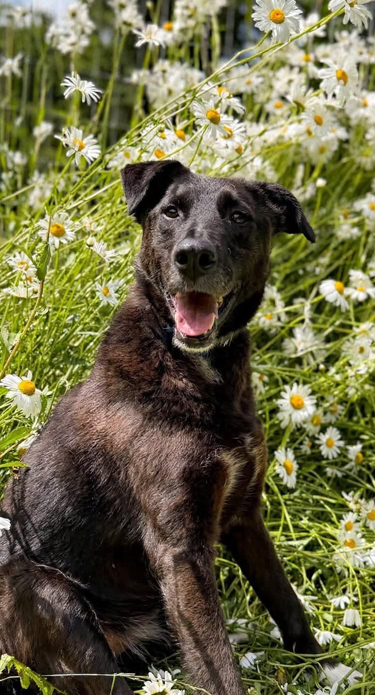 Eclipse , a Adoptable mixed breed in Portland , OR image 1/6