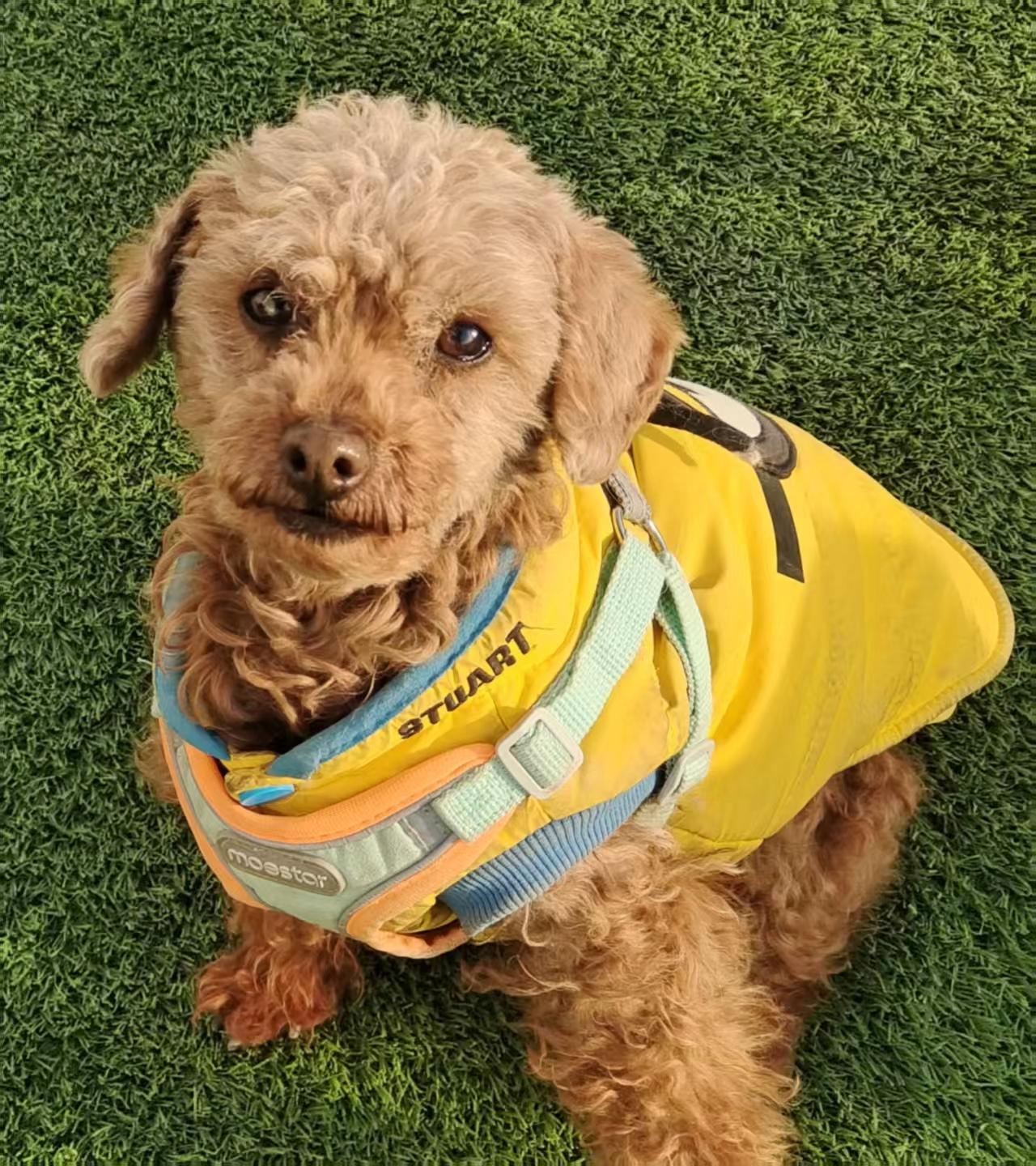 Enlarge Poppy, a ADOPTABLE Poodle (Toy) in Vancouver, BC image 1/4