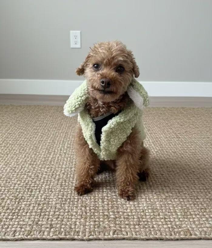 Enlarge Poppy, an adopted Poodle (Toy) in Vancouver, BC image 2/5