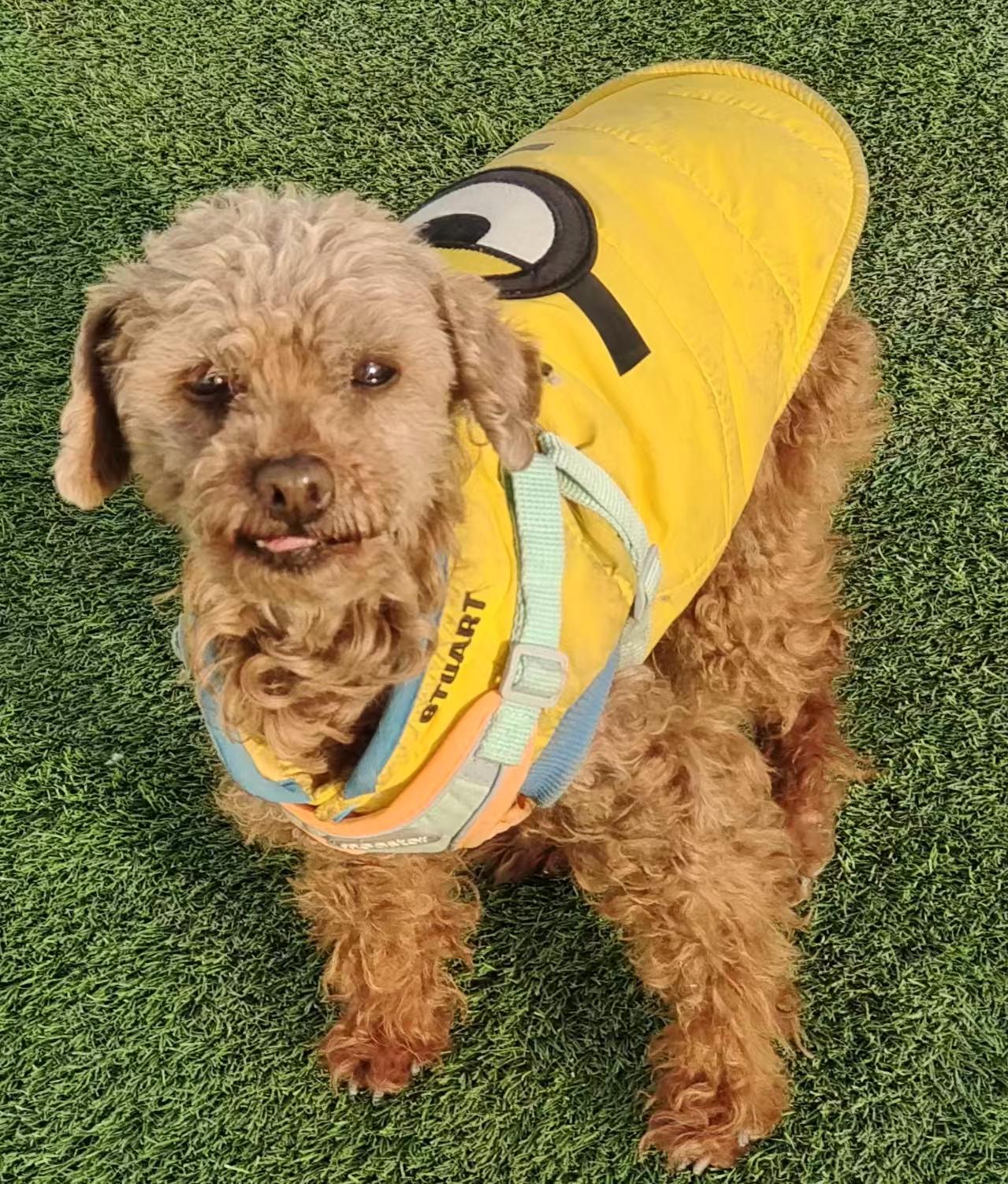 Enlarge Poppy, a ADOPTABLE Poodle (Toy) in Vancouver, BC image 2/4