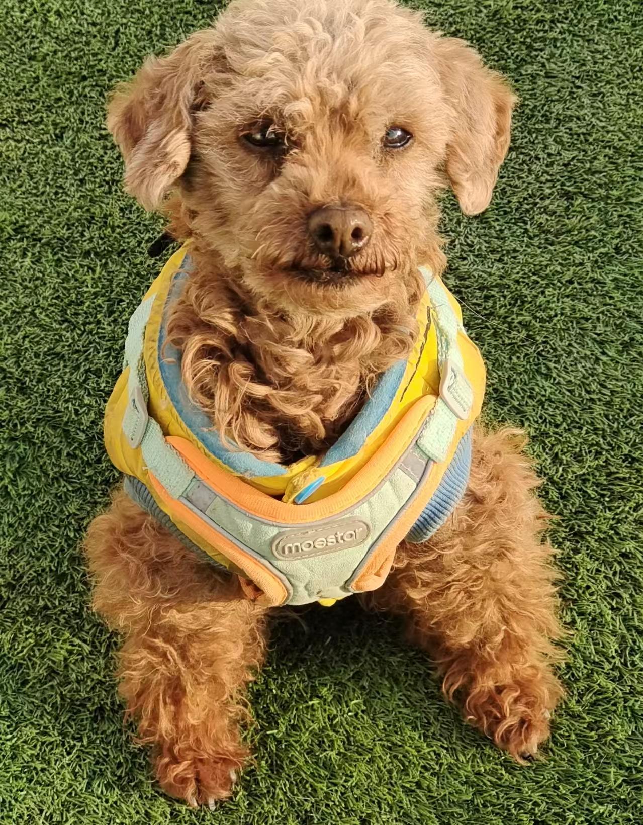 Enlarge Poppy, a ADOPTABLE Poodle (Toy) in Vancouver, BC image 3/4