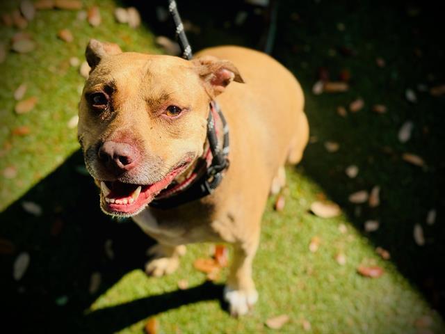 BRANDI, Adoptable, Adult Female Pit Bull Terrier & Mixed Breed.