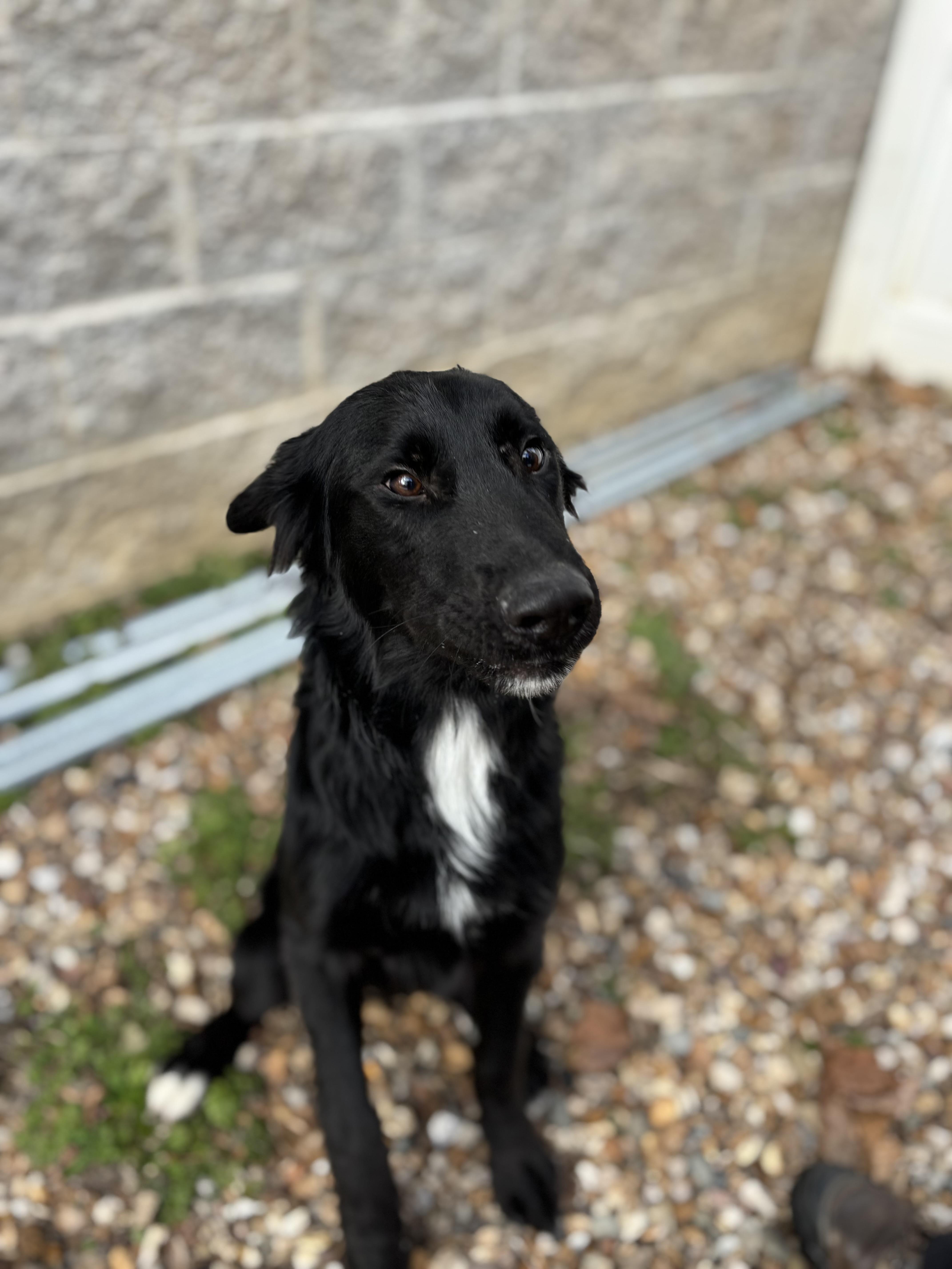 Enlarge Goose, a ADOPTABLE mixed breed in Saint Charles, MO image 3/3