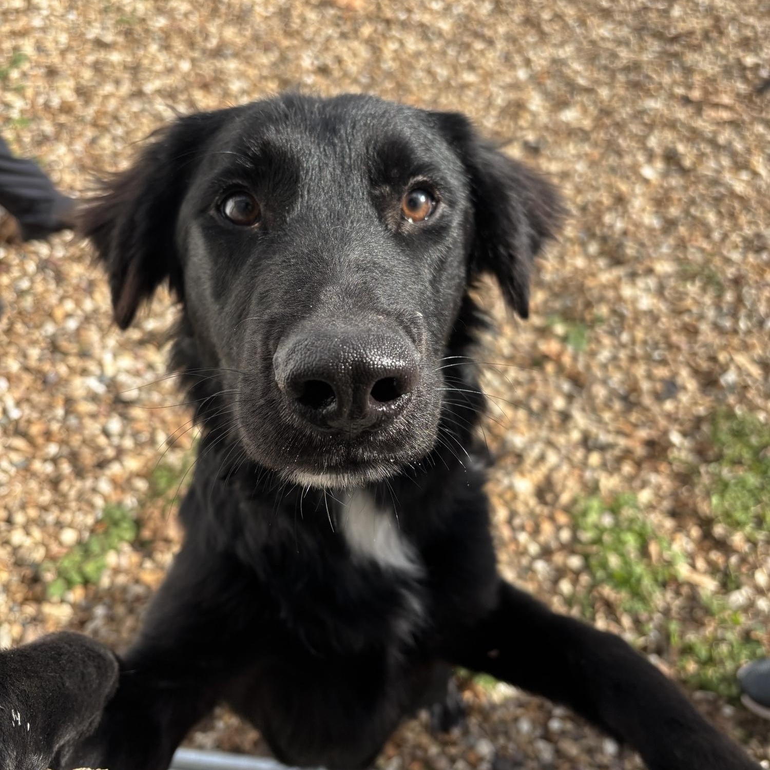 Goose, ADOPTABLE, Young Male German Shepherd Dog.