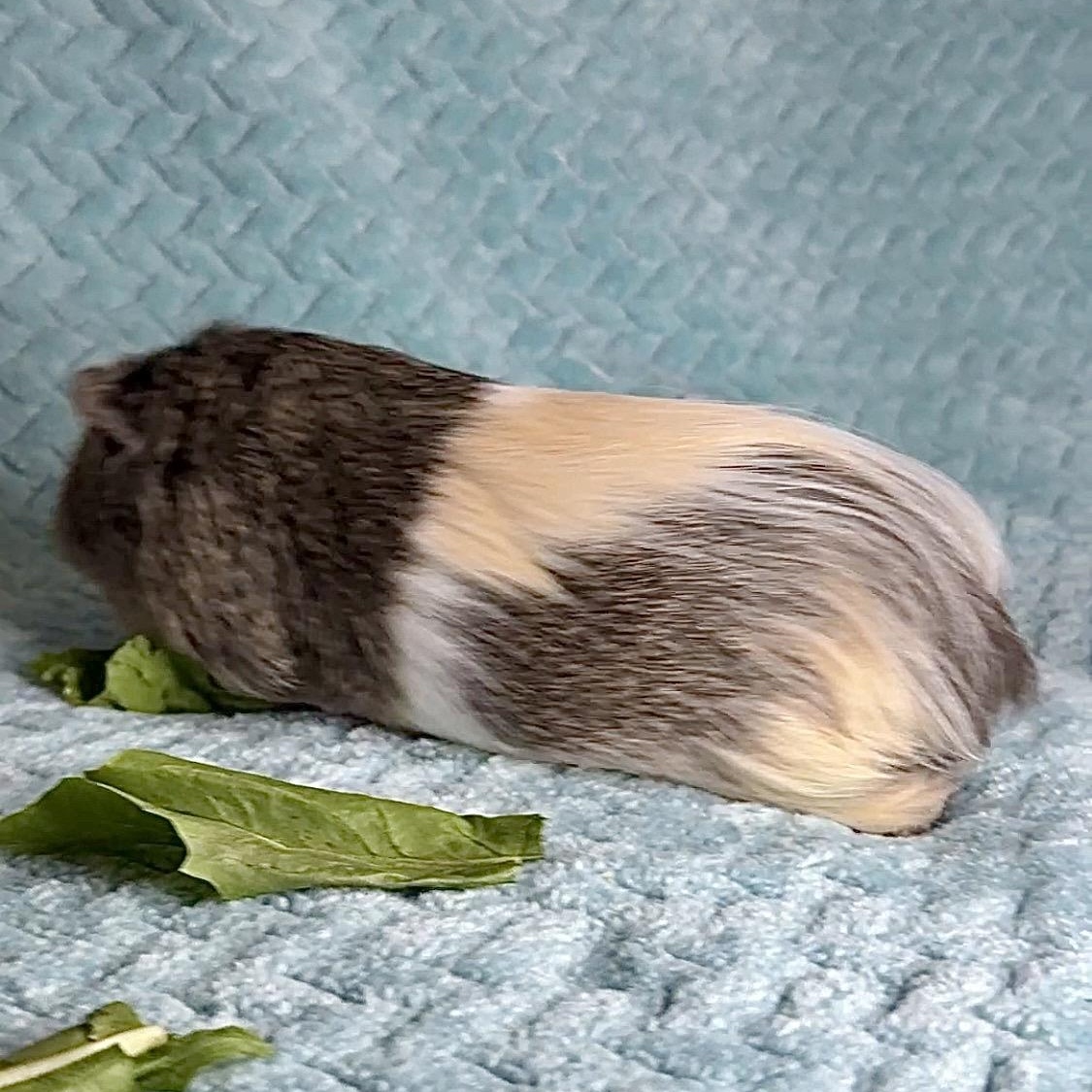 Enlarge Marshmellow, a ADOPTABLE mixed breed in San Antonio, TX image 2/4