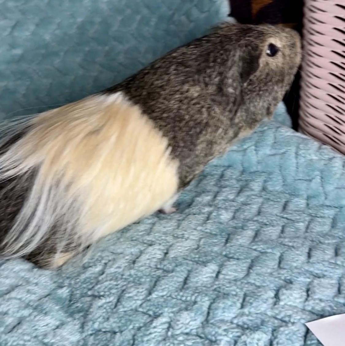 Enlarge Marshmellow, a ADOPTABLE mixed breed in San Antonio, TX image 3/4