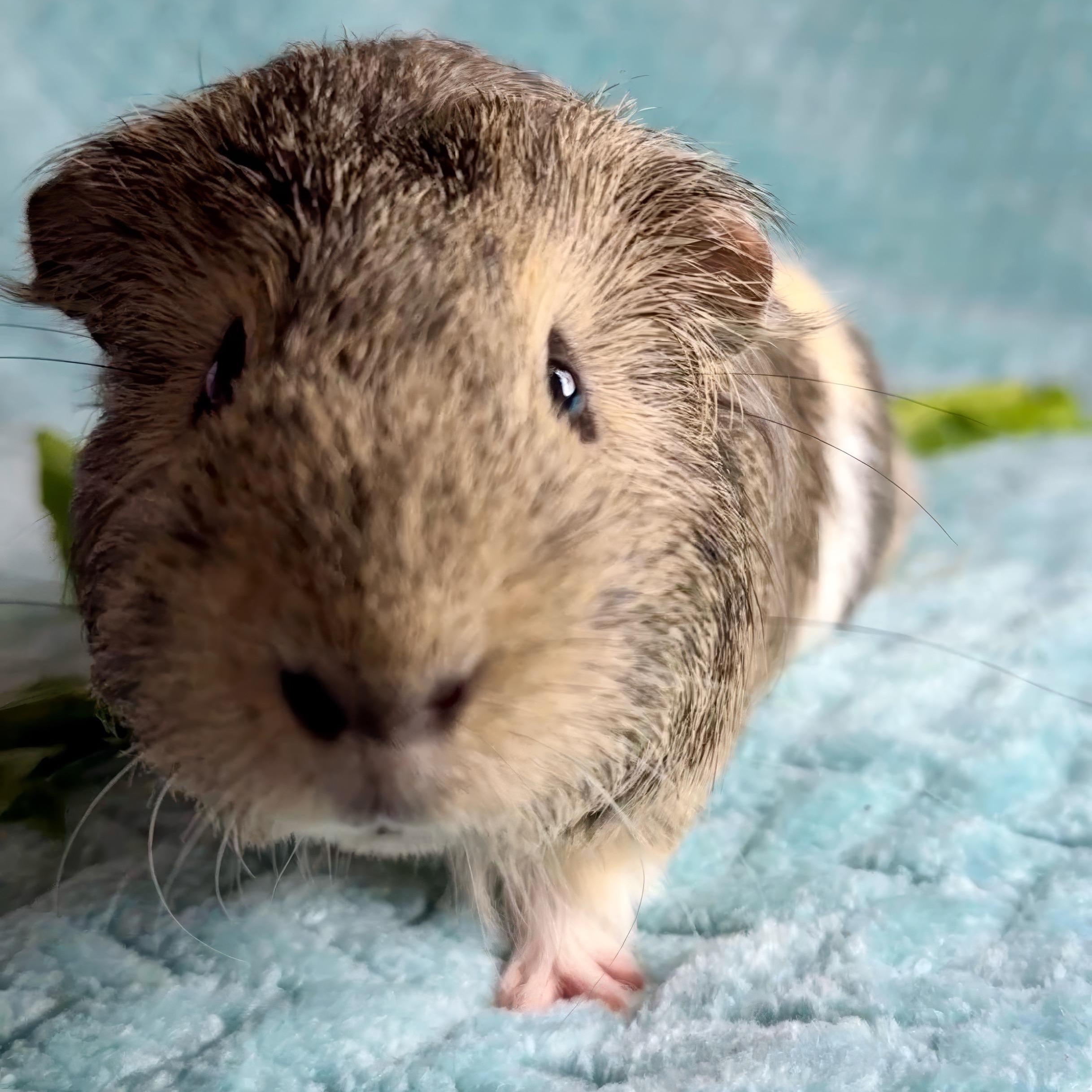 Enlarge Marshmellow, a ADOPTABLE mixed breed in San Antonio, TX image 4/4