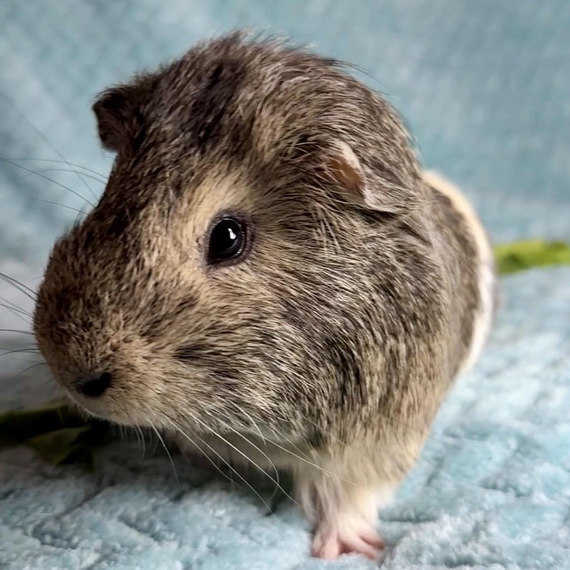 Marshmellow, ADOPTABLE, Young Male Short-Haired & Silkie / Sheltie.