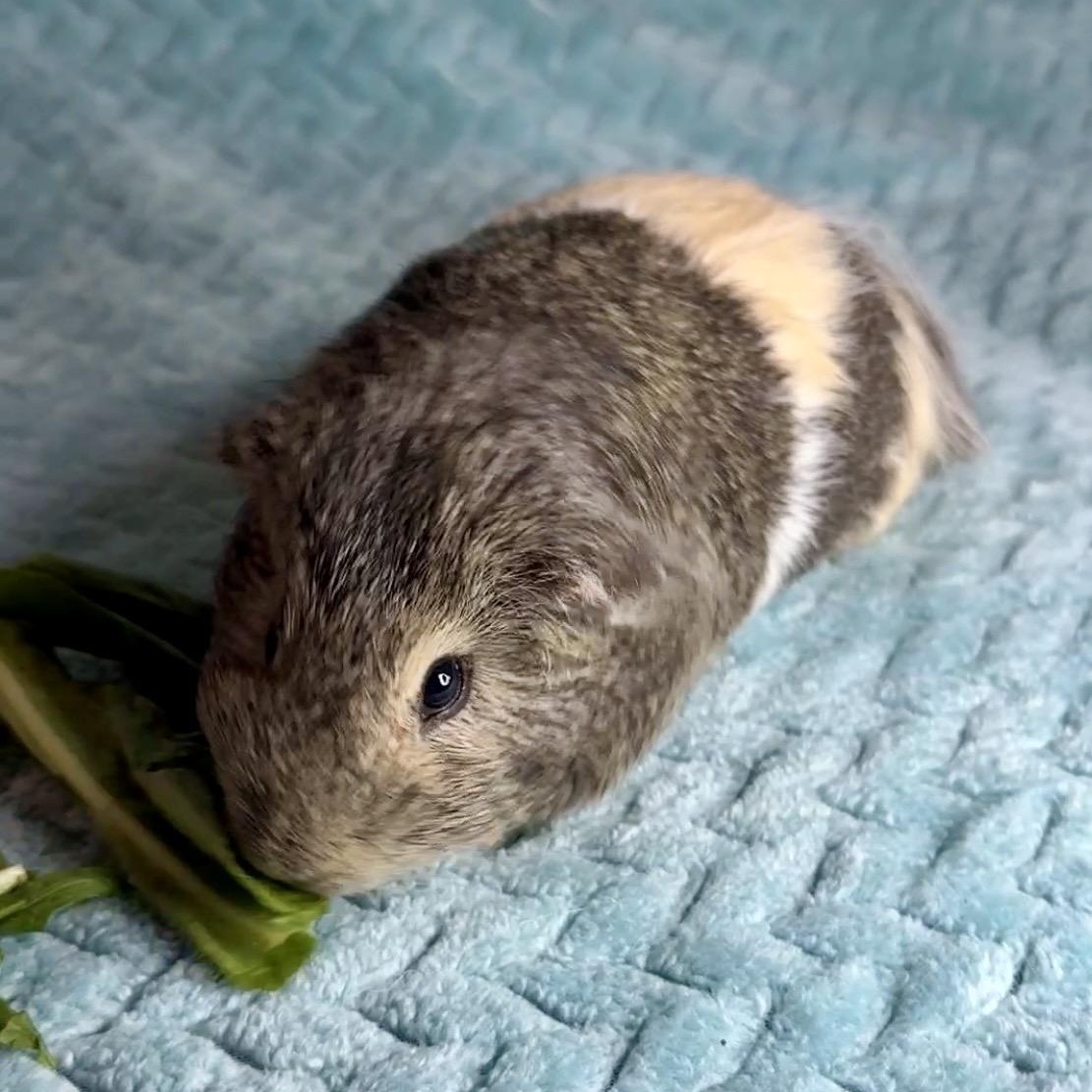 Marshmellow, ADOPTABLE, Young Male Short-Haired & Silkie / Sheltie.