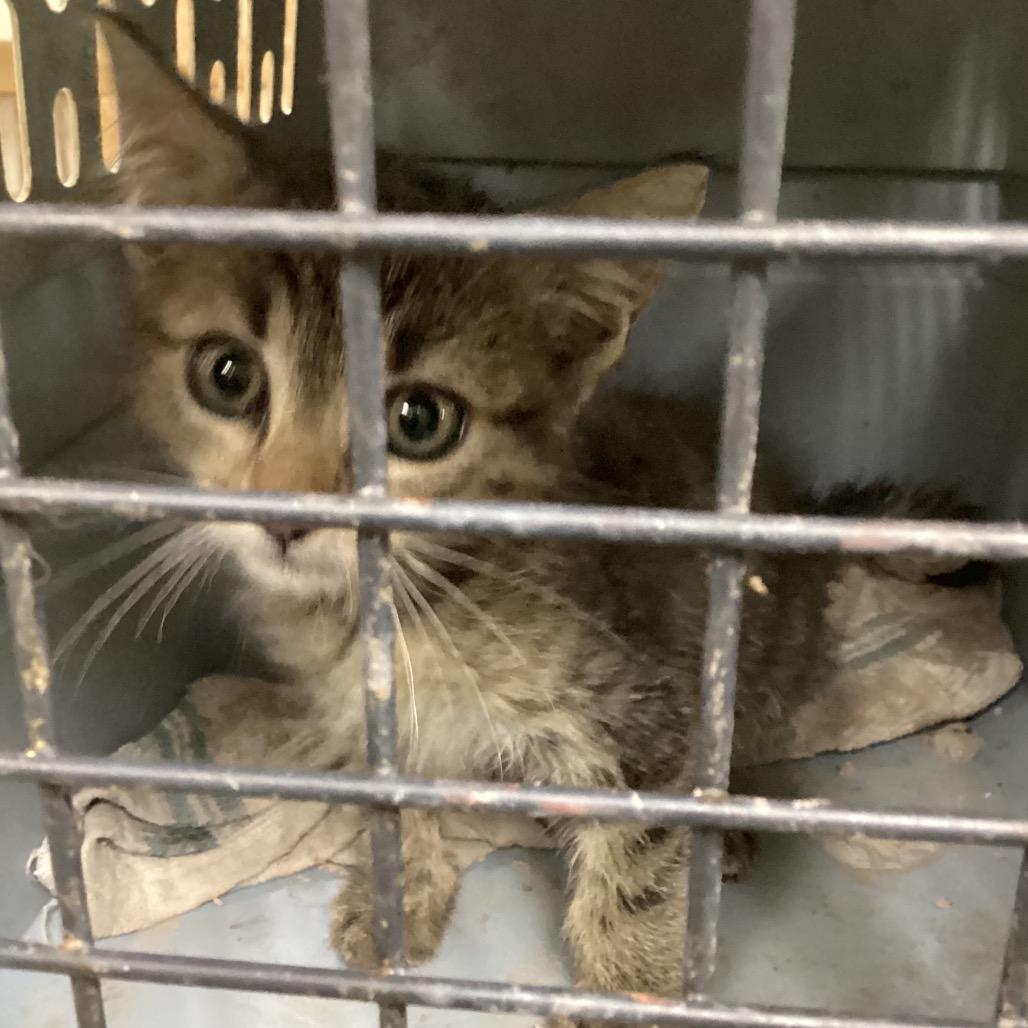Enlarge Butcher (Kennedy ave), a Adoptable Domestic Short Hair in Pine Bluff, AR image 1/3