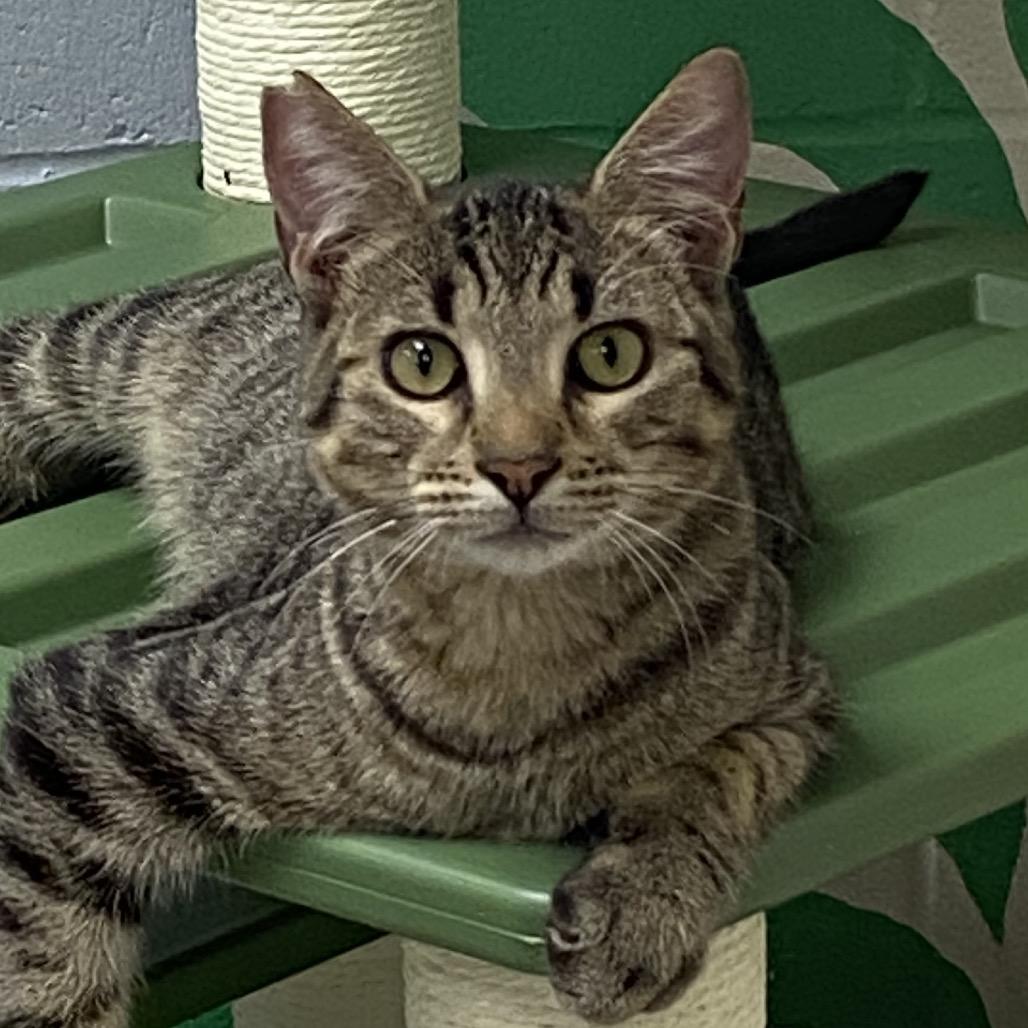Enlarge Butcher (Kennedy ave), a Adoptable Domestic Short Hair in Pine Bluff, AR image 2/3
