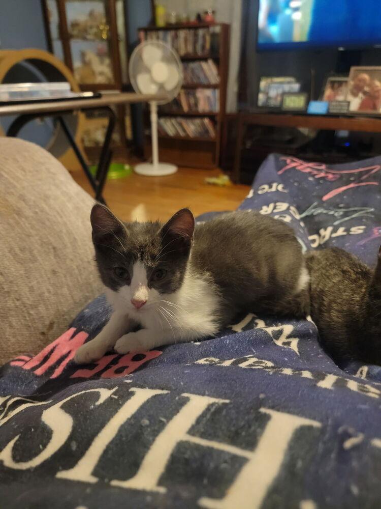 River, Adoptable, Kitten Male Domestic Short Hair.