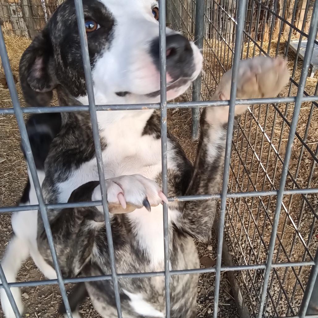 Enlarge Millie, a Adoptable mixed breed in Taos, NM image 1/1