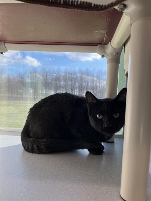 *KYLE*, Adoptable, Young Male Domestic Short Hair.