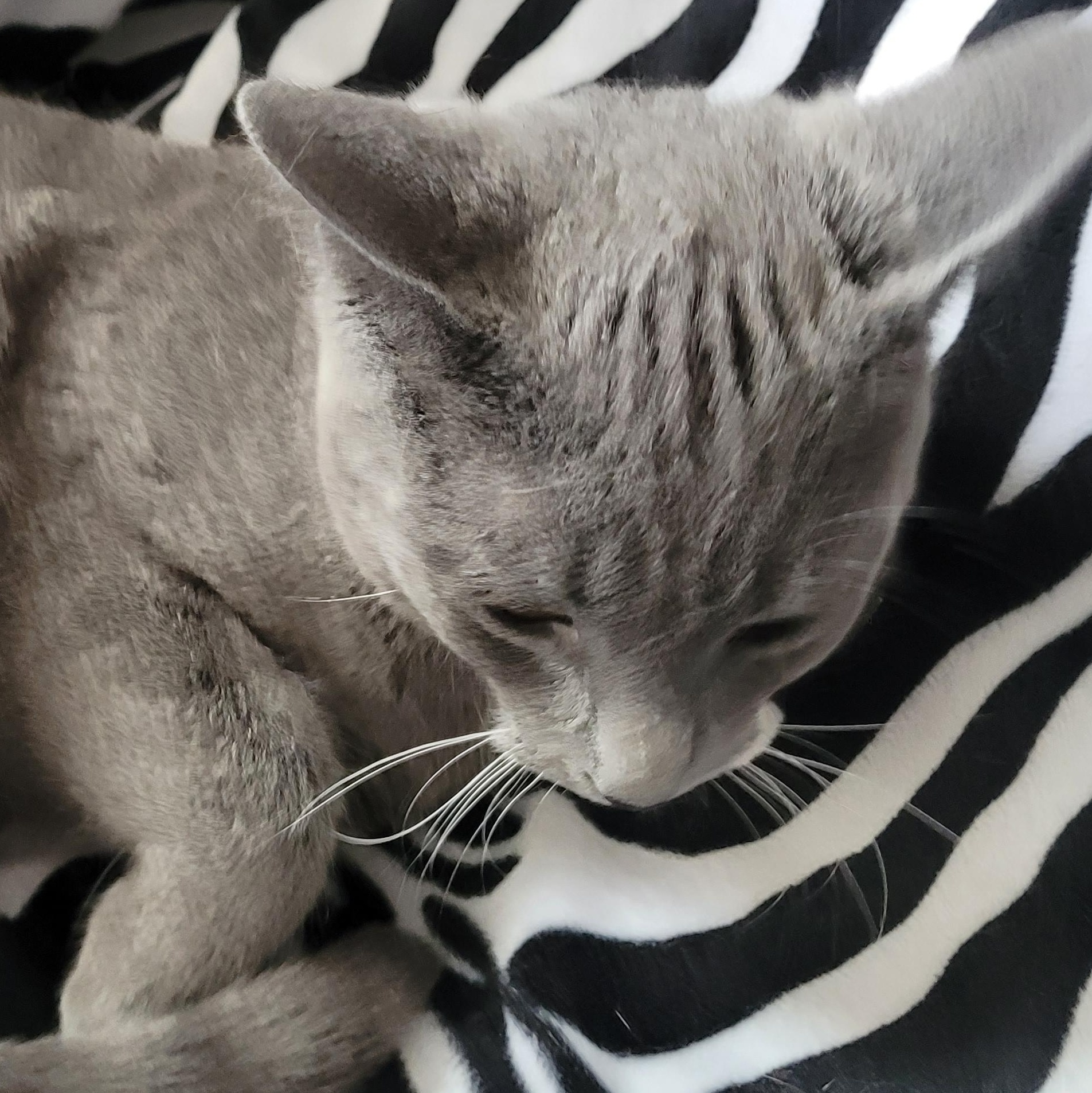 Enlarge Karinah (f) 7mths old smoke grey, a ADOPTABLE Domestic Short Hair in Ottawa, ON image 5/5