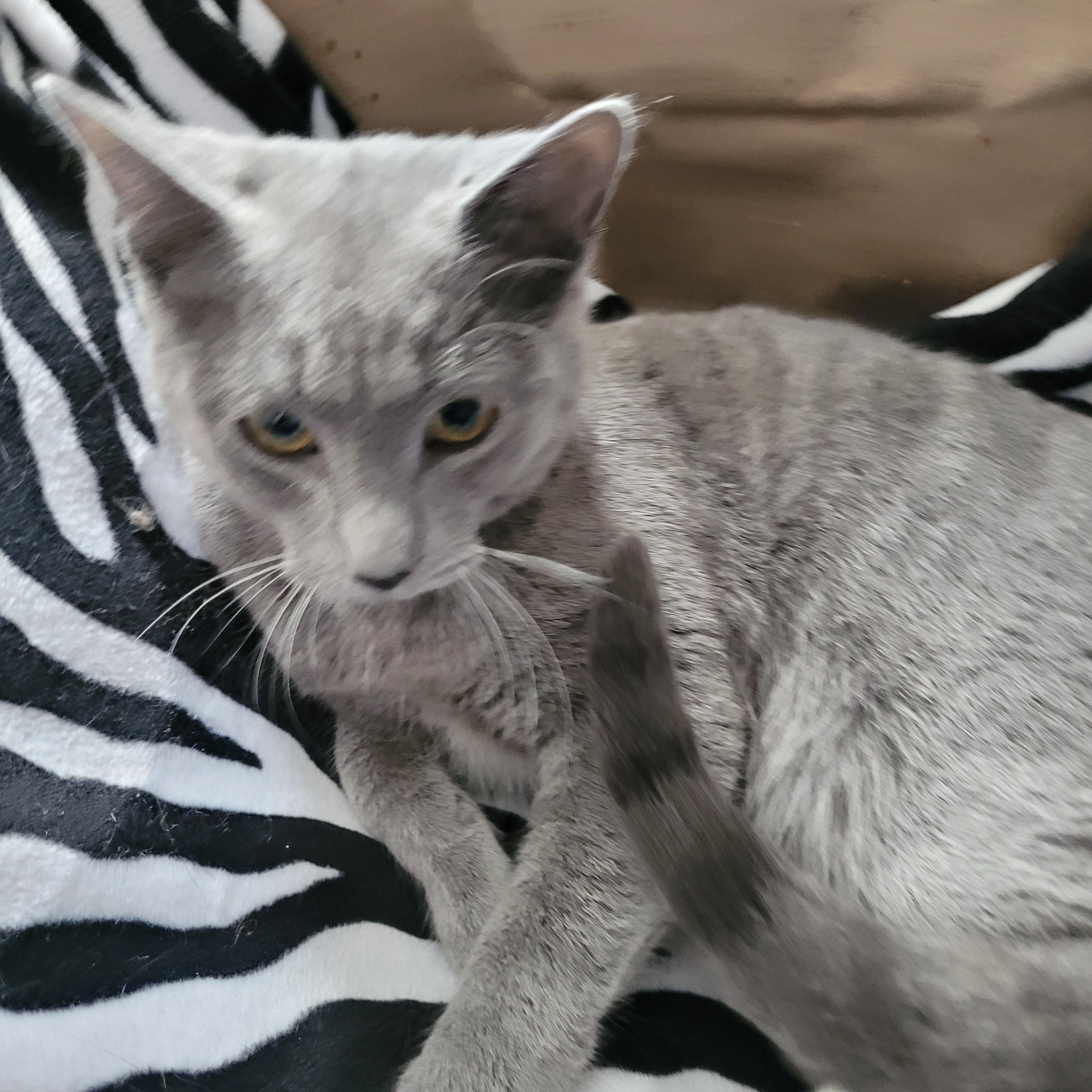 Enlarge Karinah (f) 7mths old smoke grey, a ADOPTABLE Domestic Short Hair in Ottawa, ON image 2/5