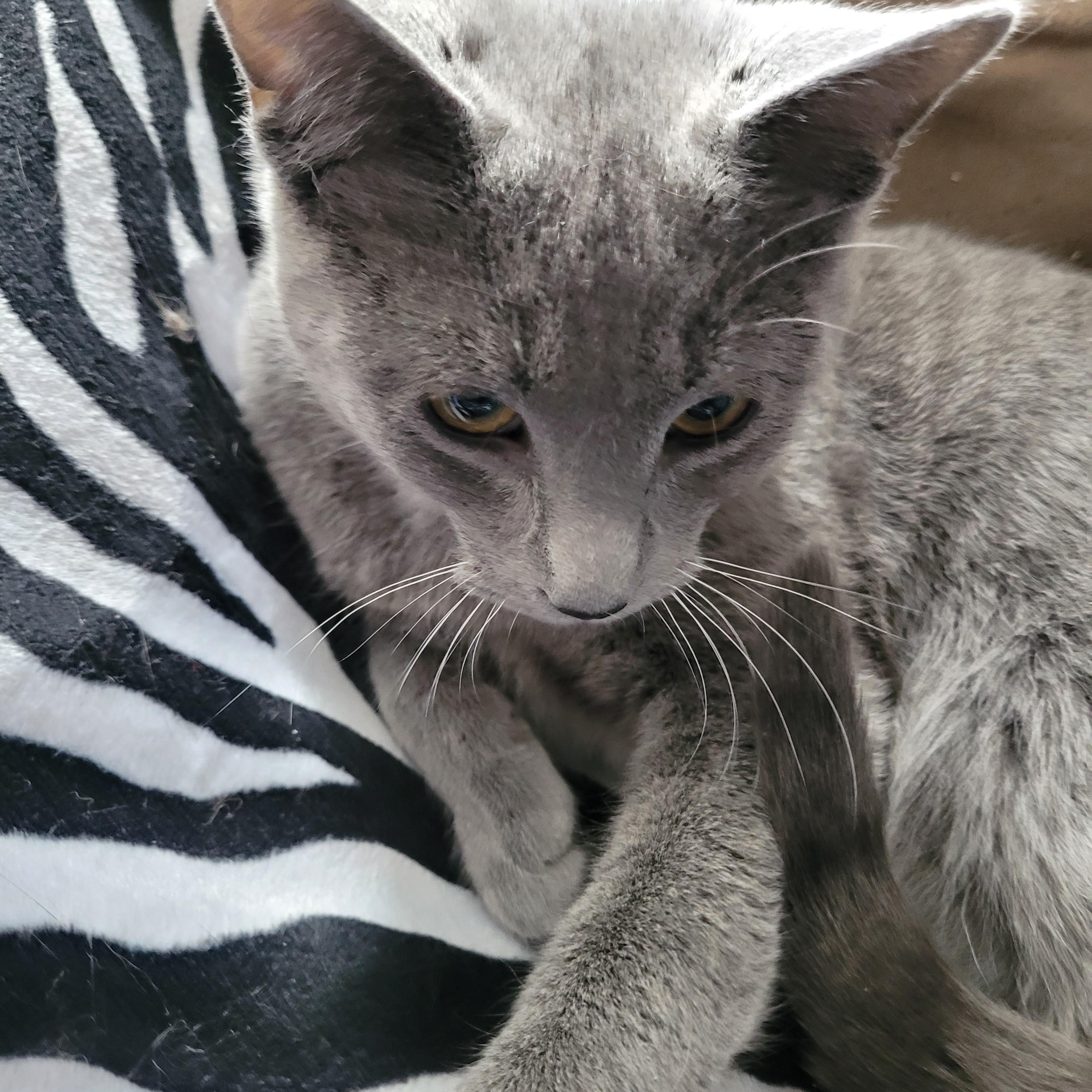 Enlarge Karinah (f) 7mths old smoke grey, a ADOPTABLE Domestic Short Hair in Ottawa, ON image 4/5