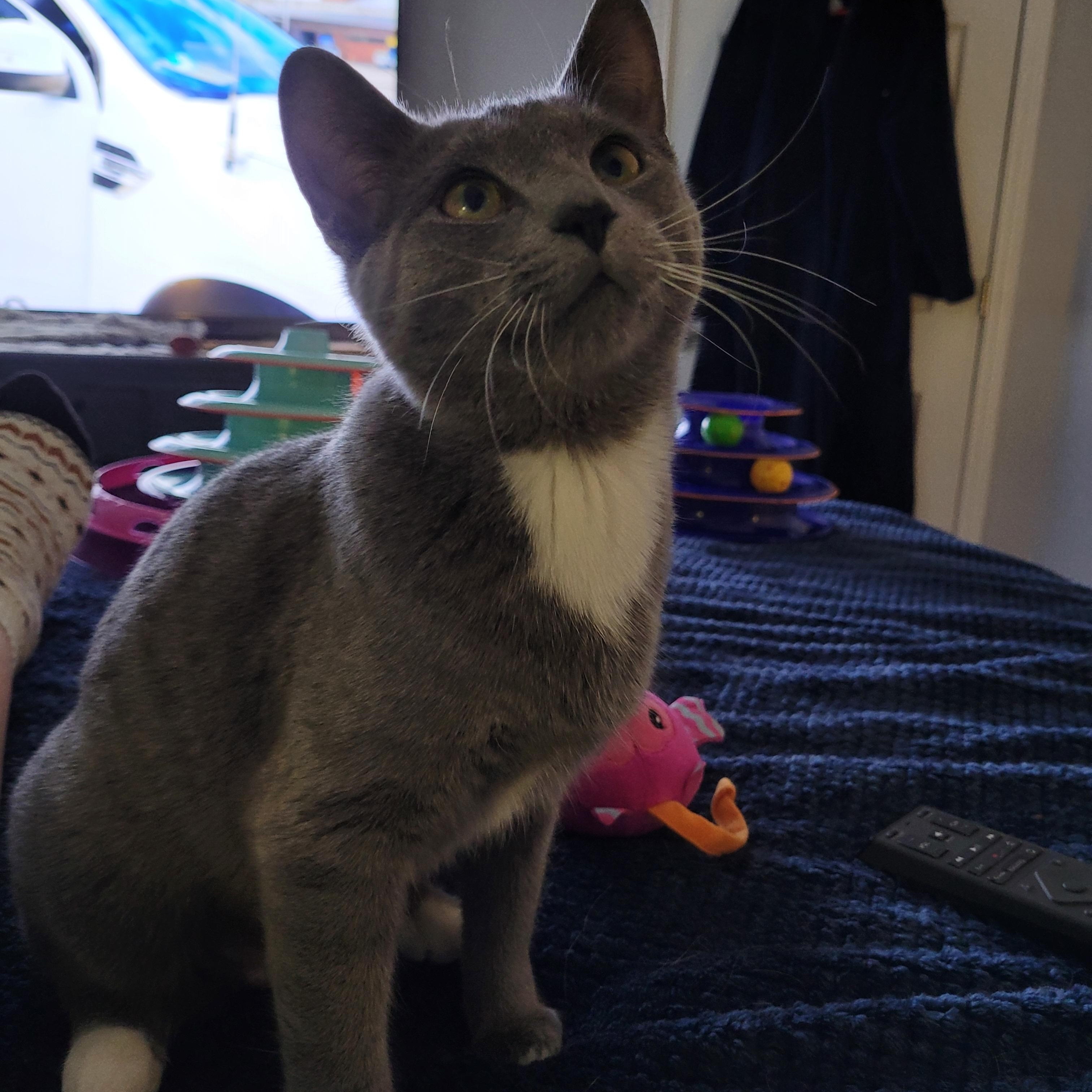 Enlarge Karinah (f) 7mths old smoke grey, a ADOPTABLE Domestic Short Hair in Ottawa, ON image 6/6