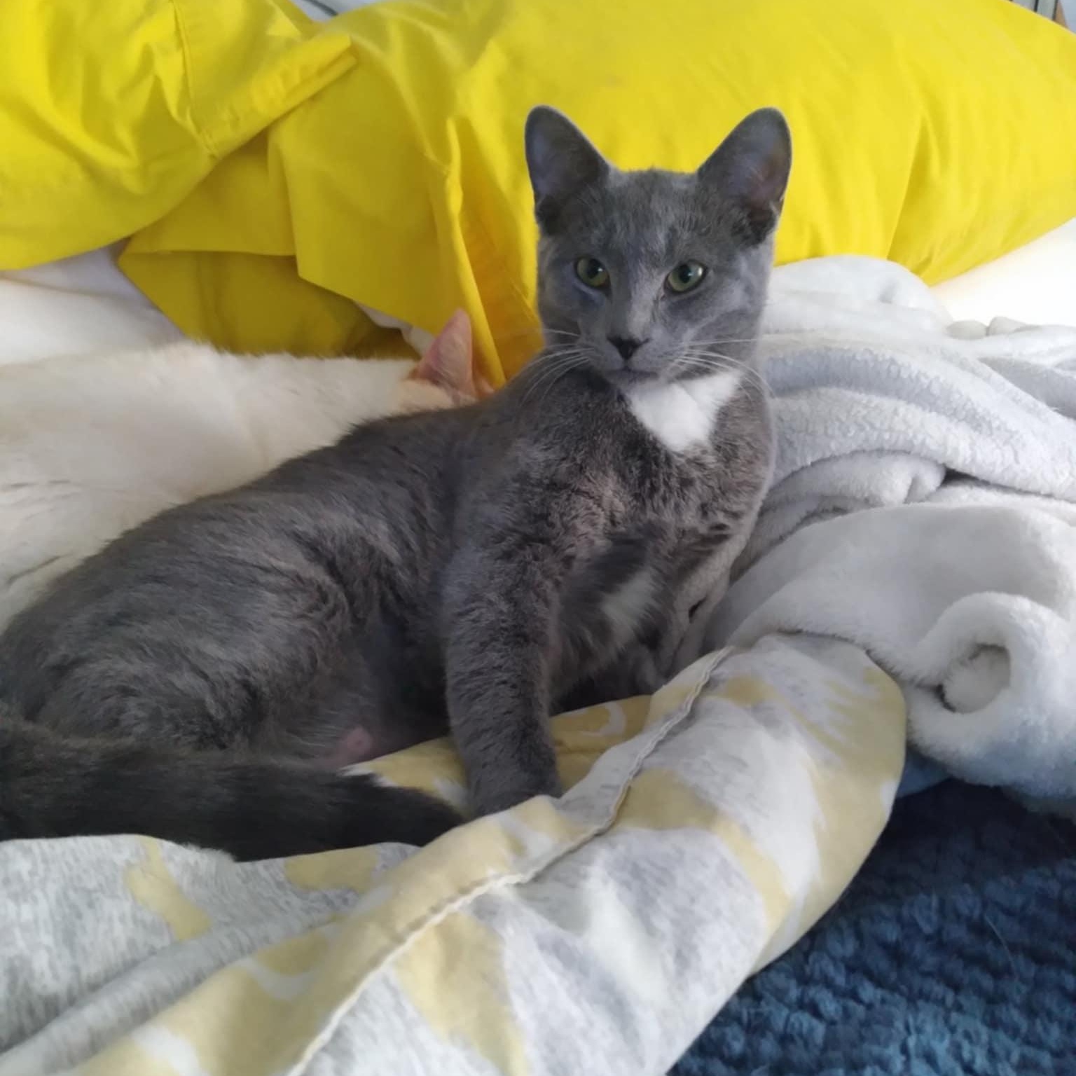 Karinah (f) 8mths old smoke grey, a ADOPTABLE Domestic Short Hair in Ottawa, ON image 4/6
