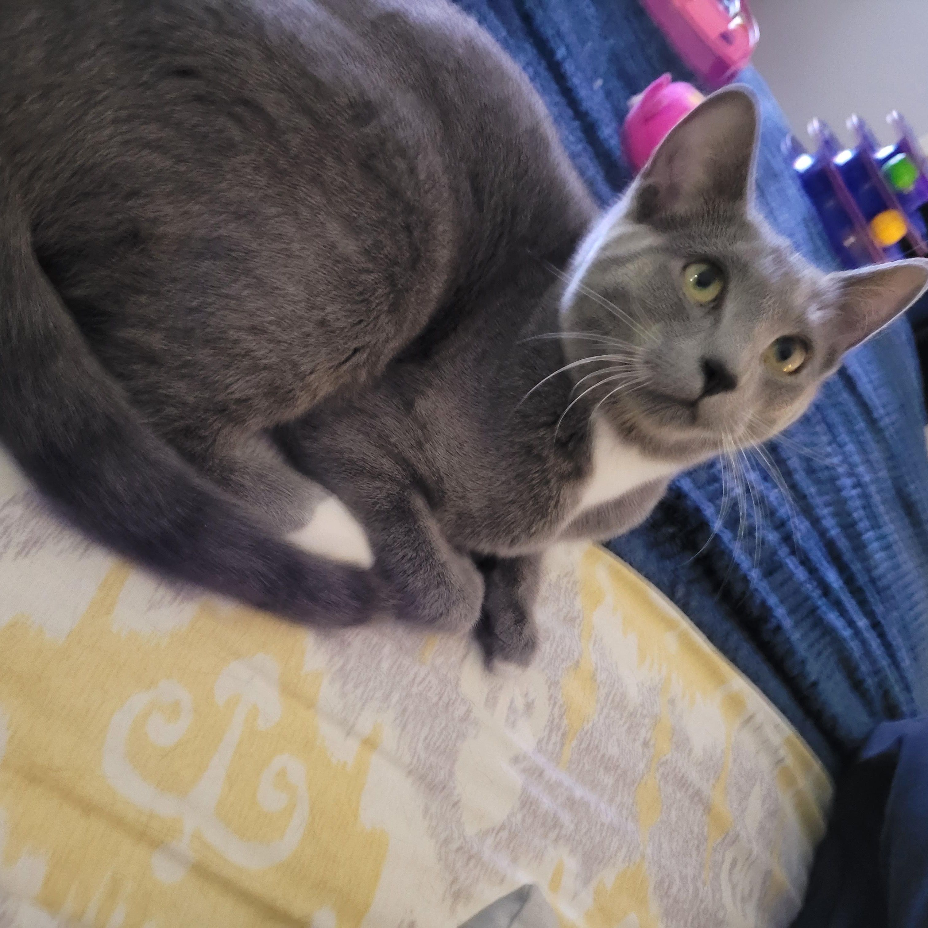 Enlarge Karinah (f) 7mths old smoke grey, a ADOPTABLE Domestic Short Hair in Ottawa, ON image 5/6
