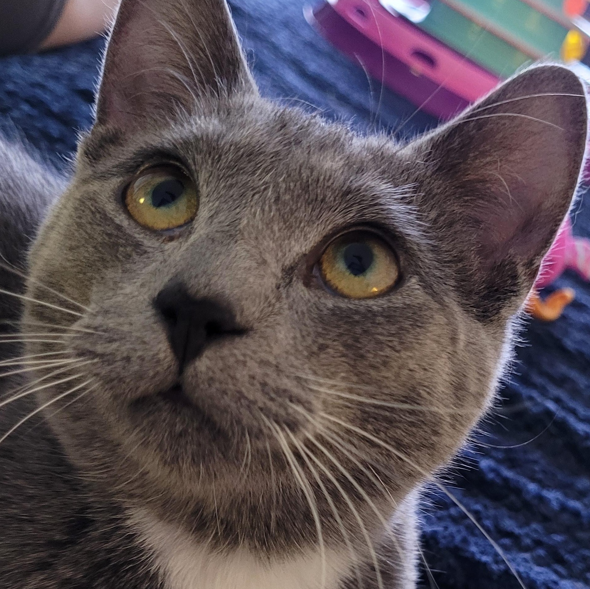 Enlarge Karinah (f) 7mths old smoke grey, a ADOPTABLE Domestic Short Hair in Ottawa, ON image 1/6