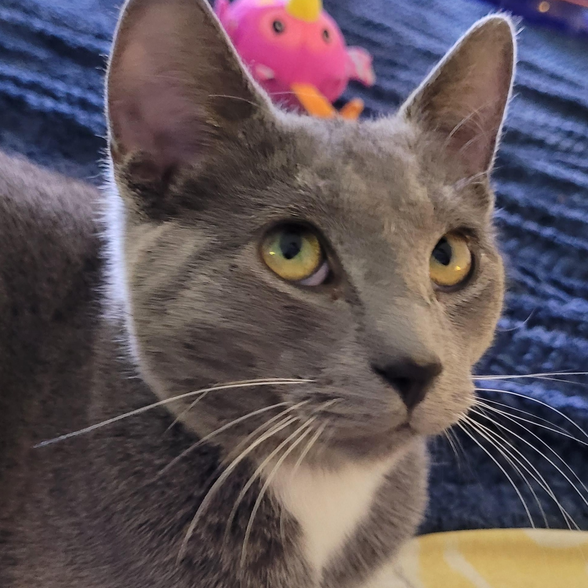 Enlarge Karinah (f) 7mths old smoke grey, a ADOPTABLE Domestic Short Hair in Ottawa, ON image 3/6