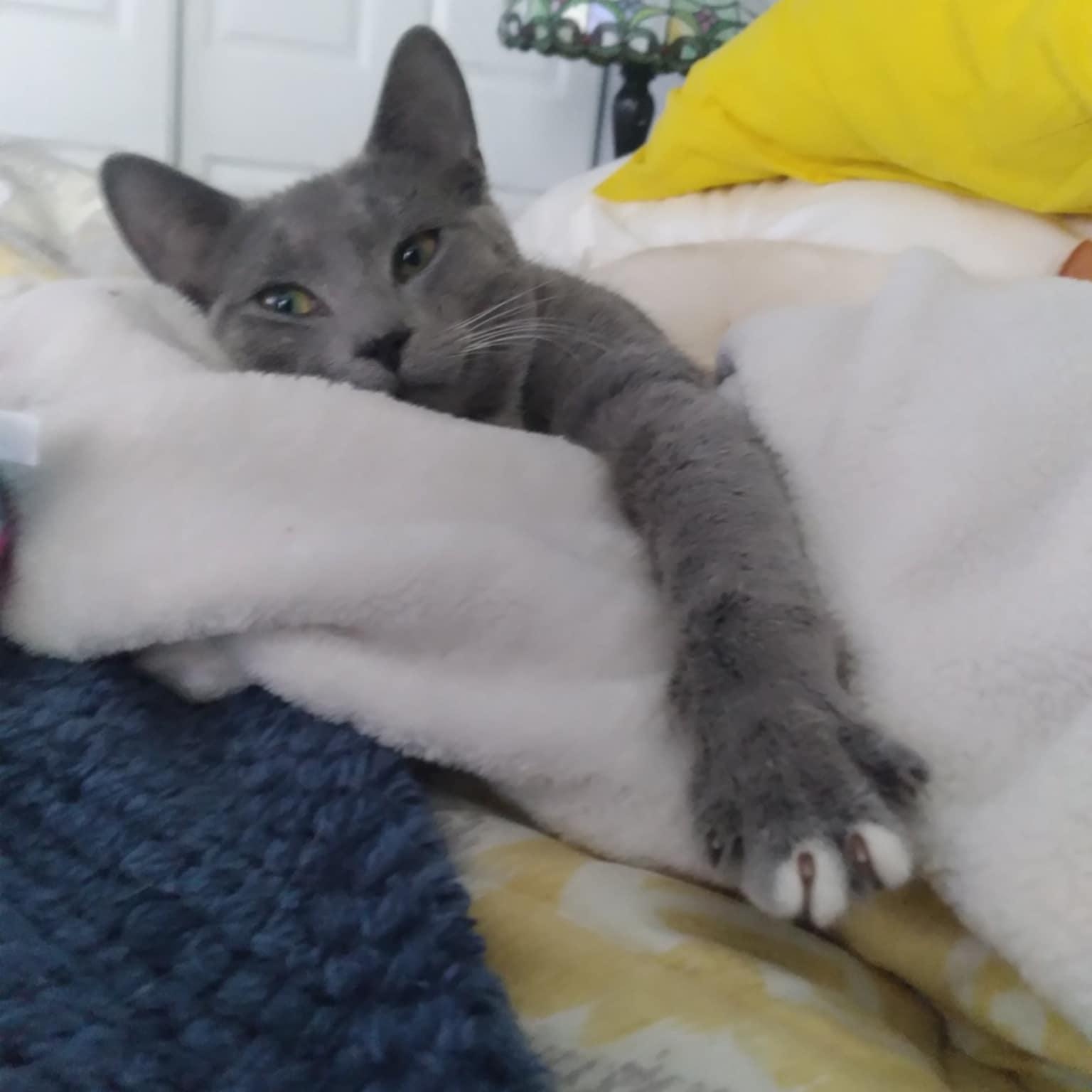 Karinah (f) 8mths old smoke grey, a ADOPTABLE Domestic Short Hair in Ottawa, ON image 1/6