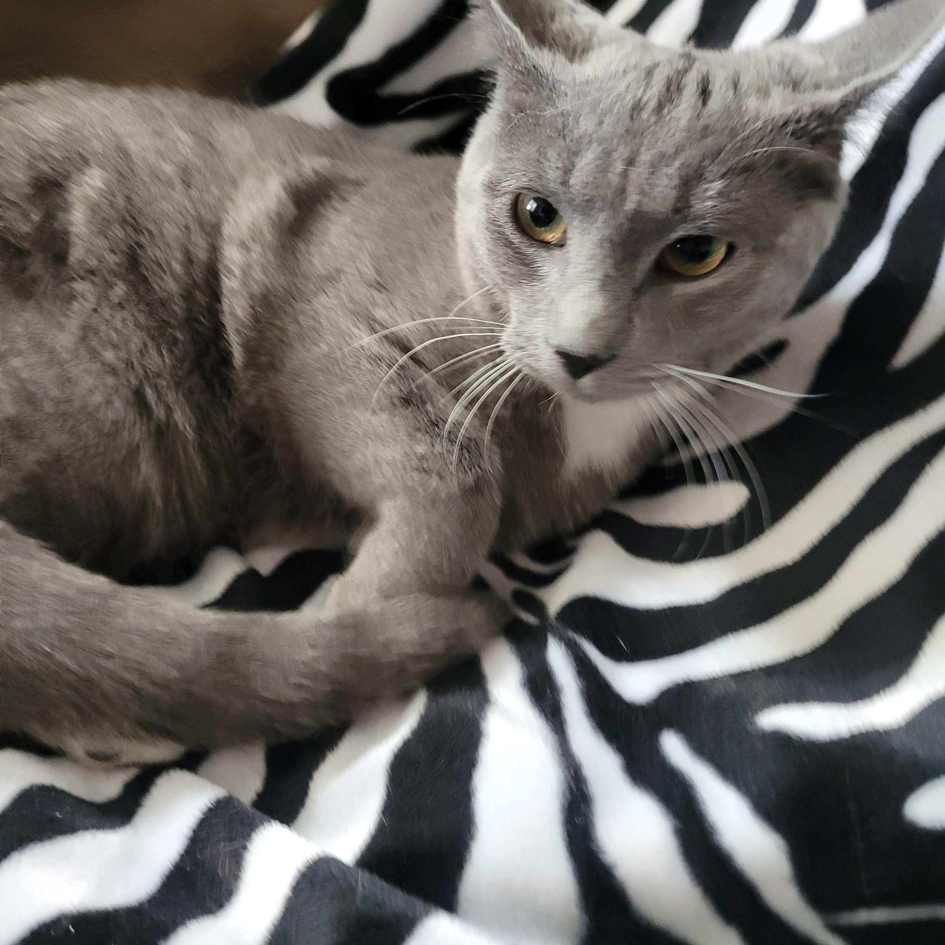 Enlarge Karinah (f) 7mths old smoke grey, a ADOPTABLE Domestic Short Hair in Ottawa, ON image 1/5