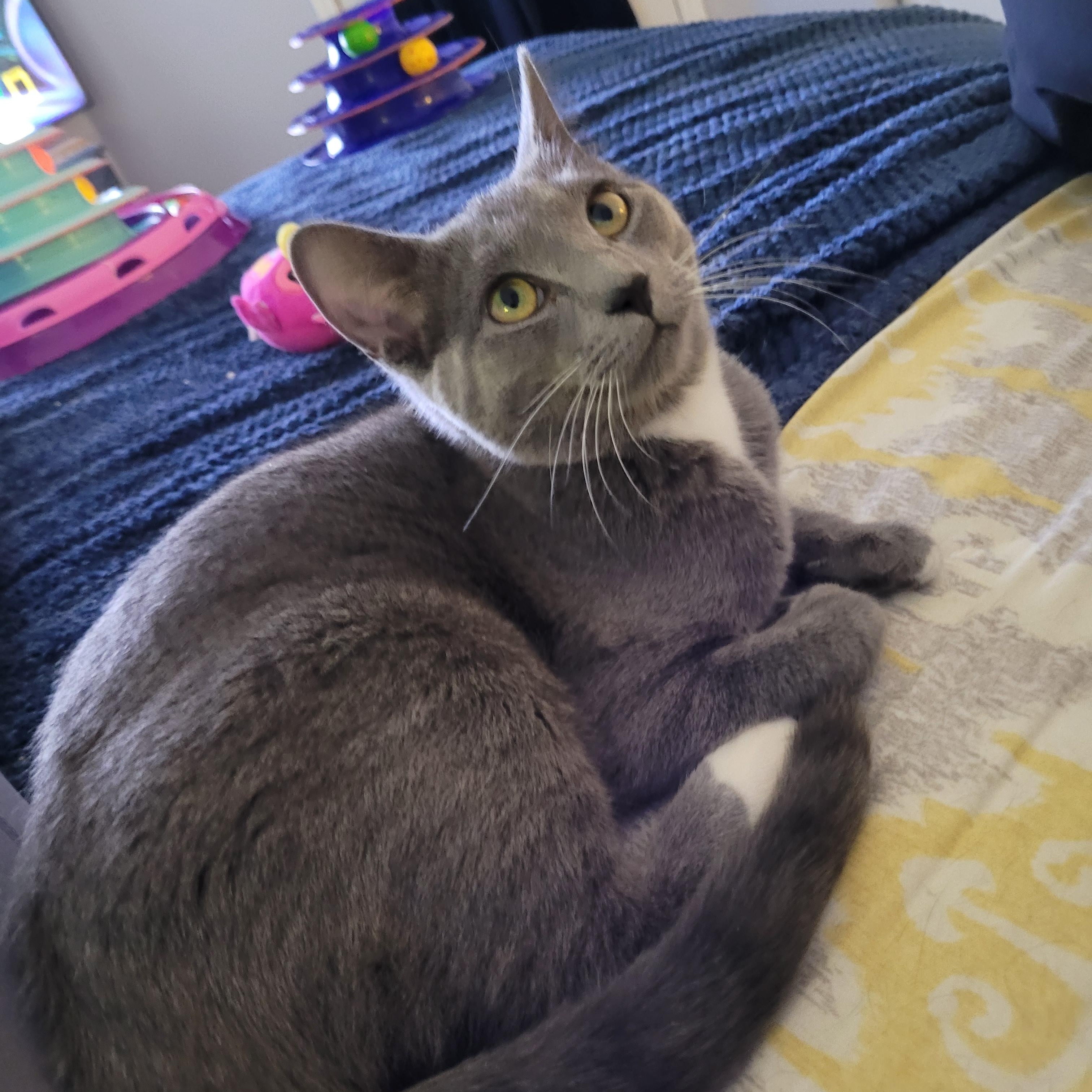 Enlarge Karinah (f) 7mths old smoke grey, a ADOPTABLE Domestic Short Hair in Ottawa, ON image 4/6