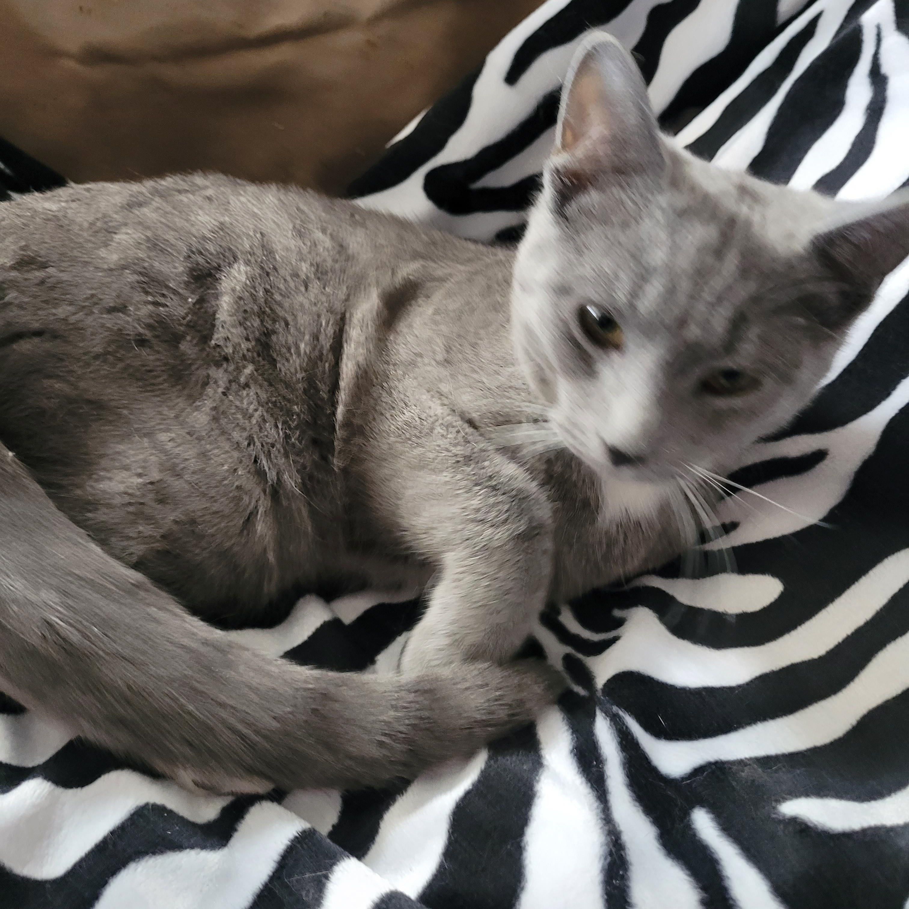 Enlarge Karinah (f) 7mths old smoke grey, a ADOPTABLE Domestic Short Hair in Ottawa, ON image 3/5